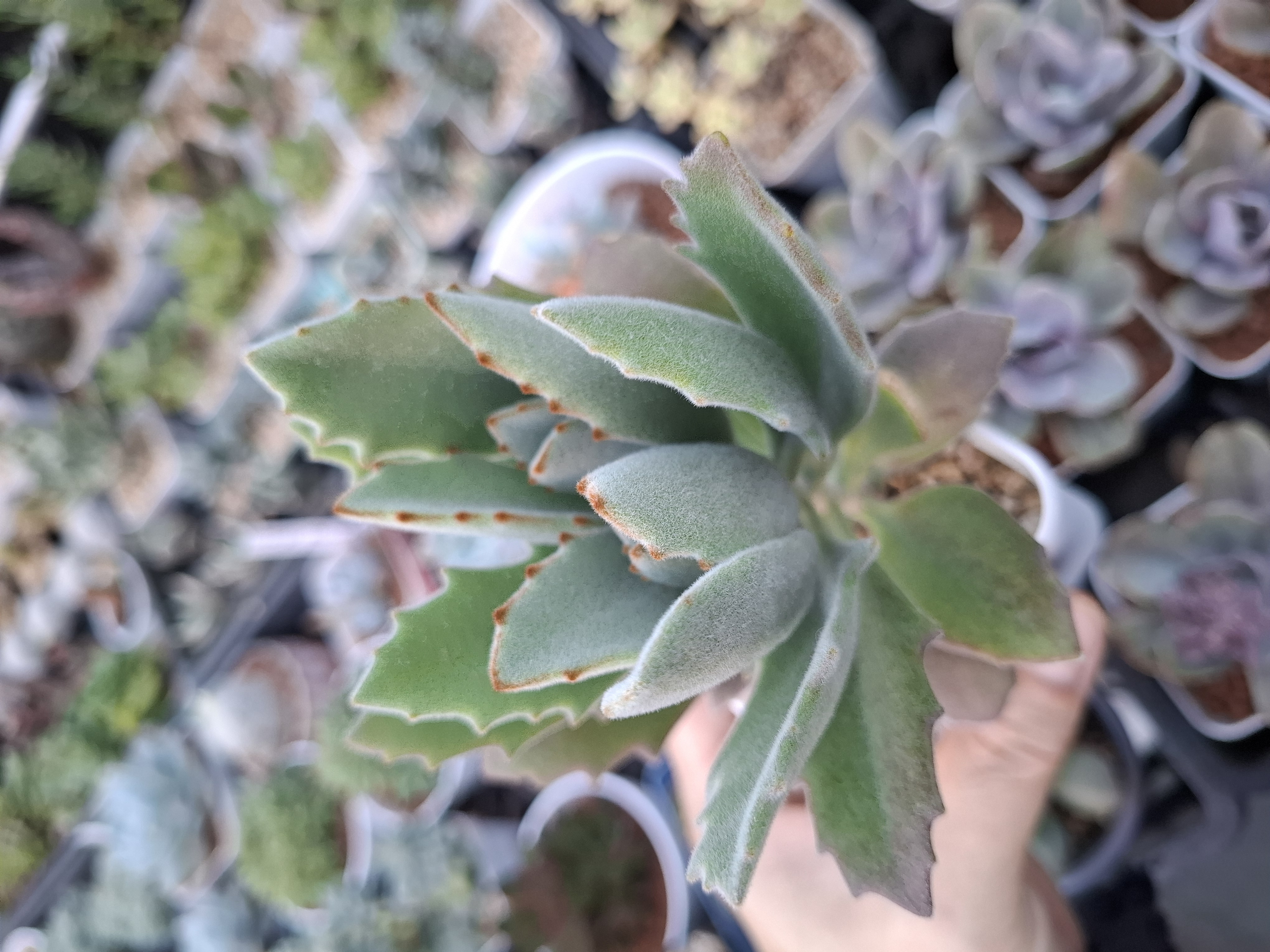 Kalanchoe tomentosa white 月光兔