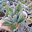 Thumbnail: Kalanchoe tomentosa white 月光兔 Claire Shop Succulent 