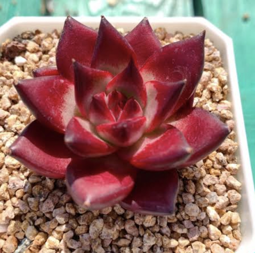 Echeveria Romeo Rubin (small) 羅賓