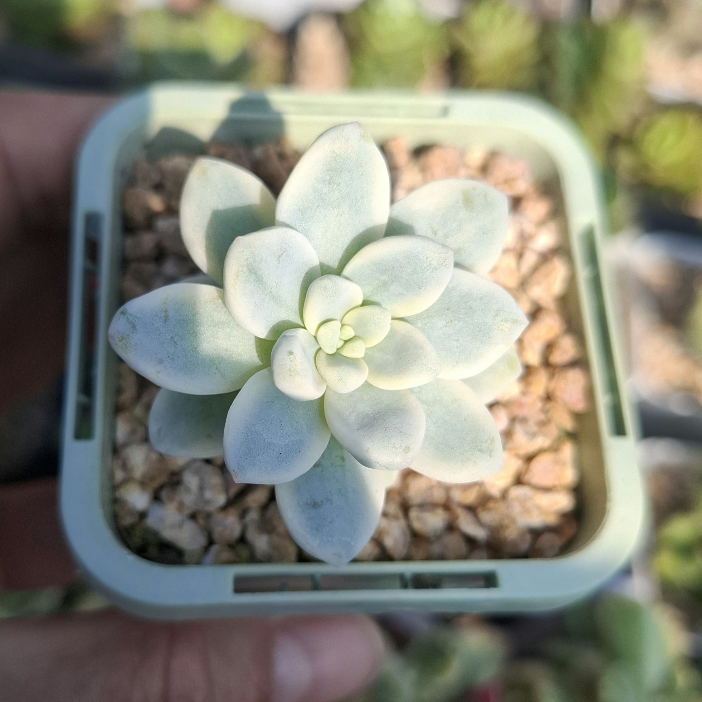 sedum clavatum variegated 勞爾錦
