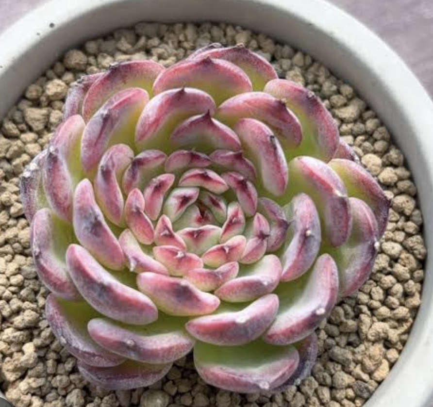 Echeveria marcel 瑪塞爾