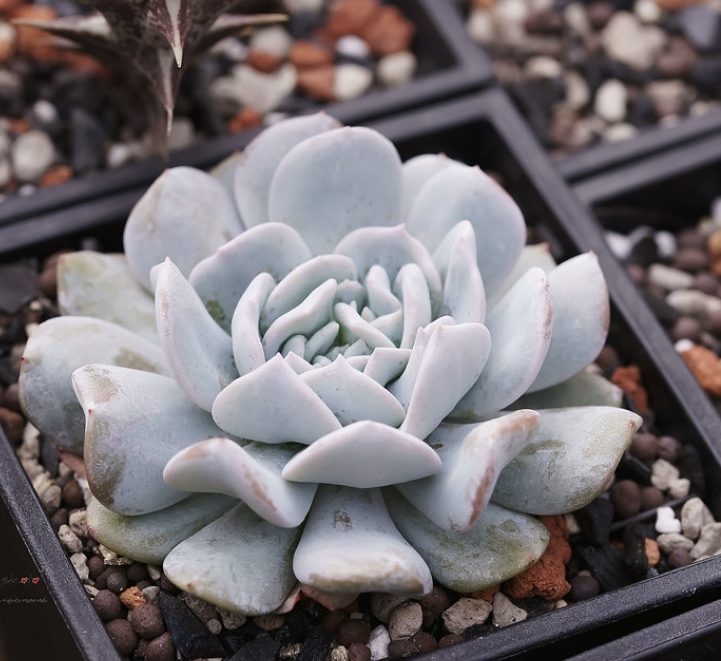 Echeveria Exotic 雪特
