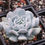 Thumbnail: Echeveria Exotic 雪特 Claire Shop Succulent 