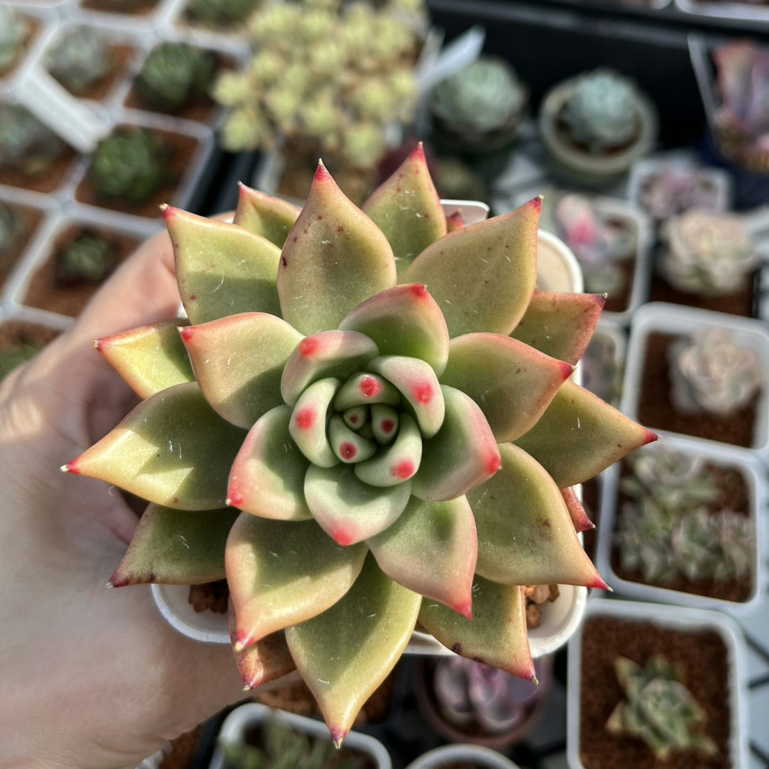 Echeveria Romeo hybrid 羅密歐交種