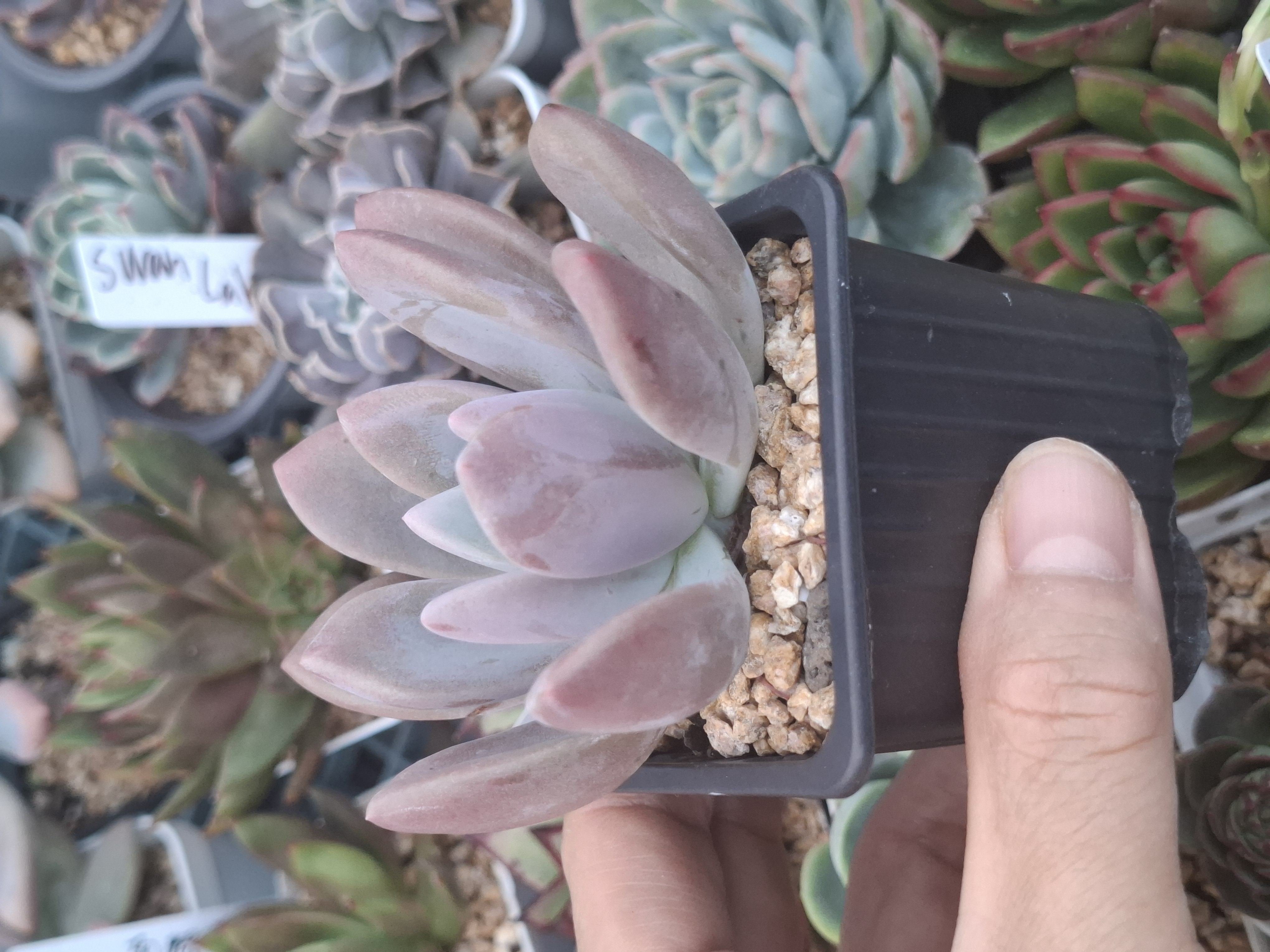 Graptoveria Opalina 奧普琳娜