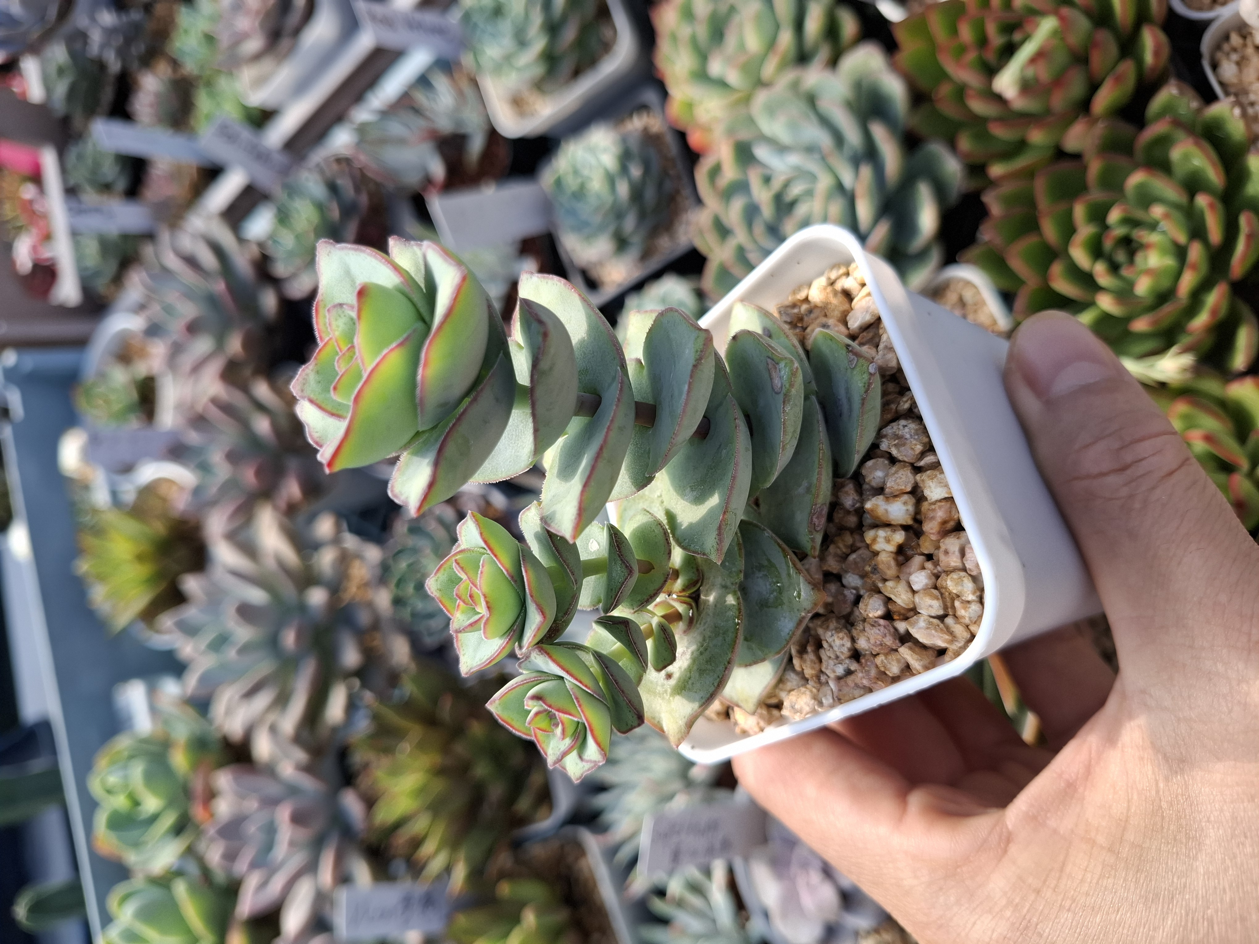 Crassula pertorata F. 南十字星