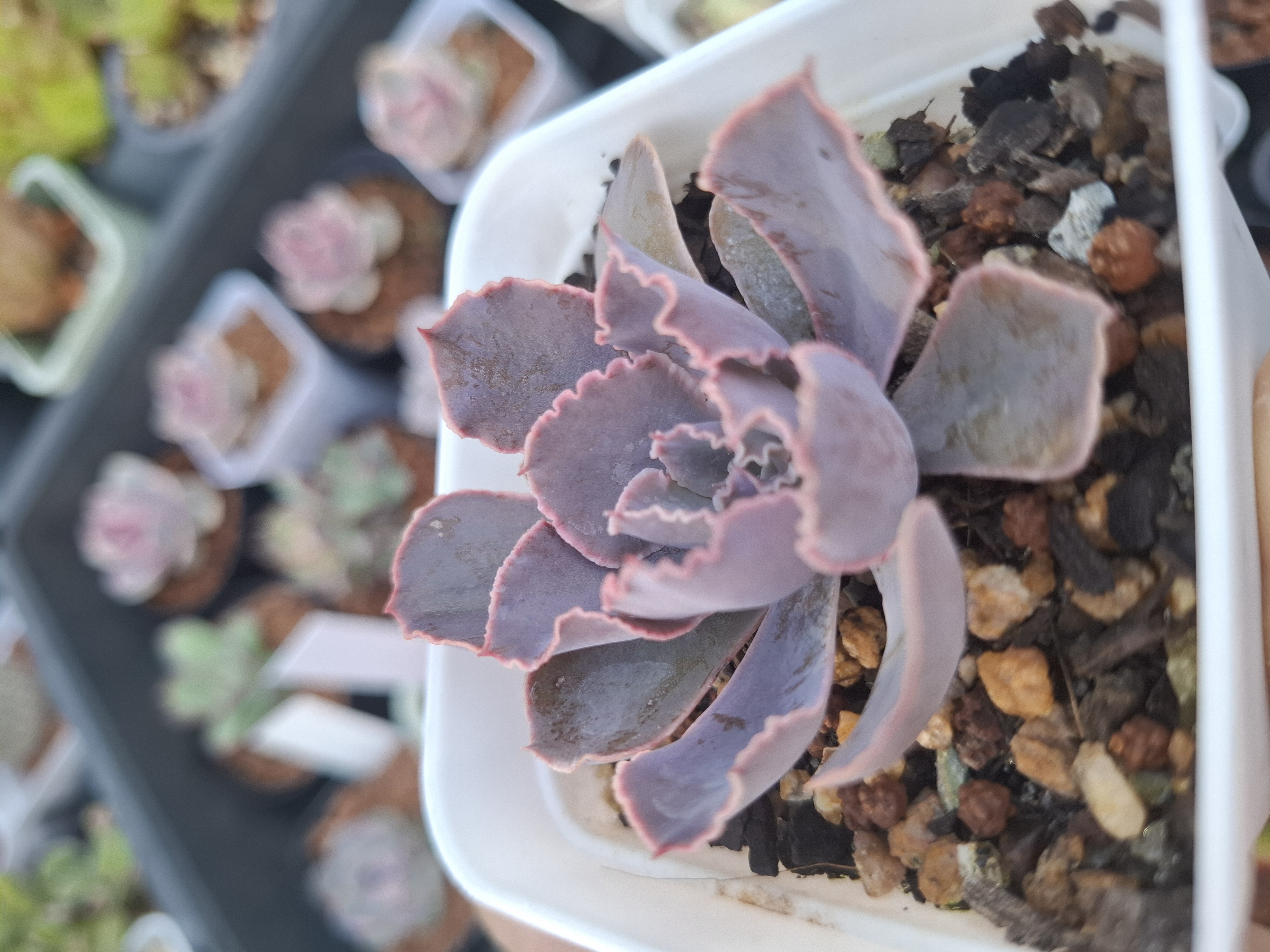 Echeveria shaviana 'Pink Frills' 粉紅莎薇娜