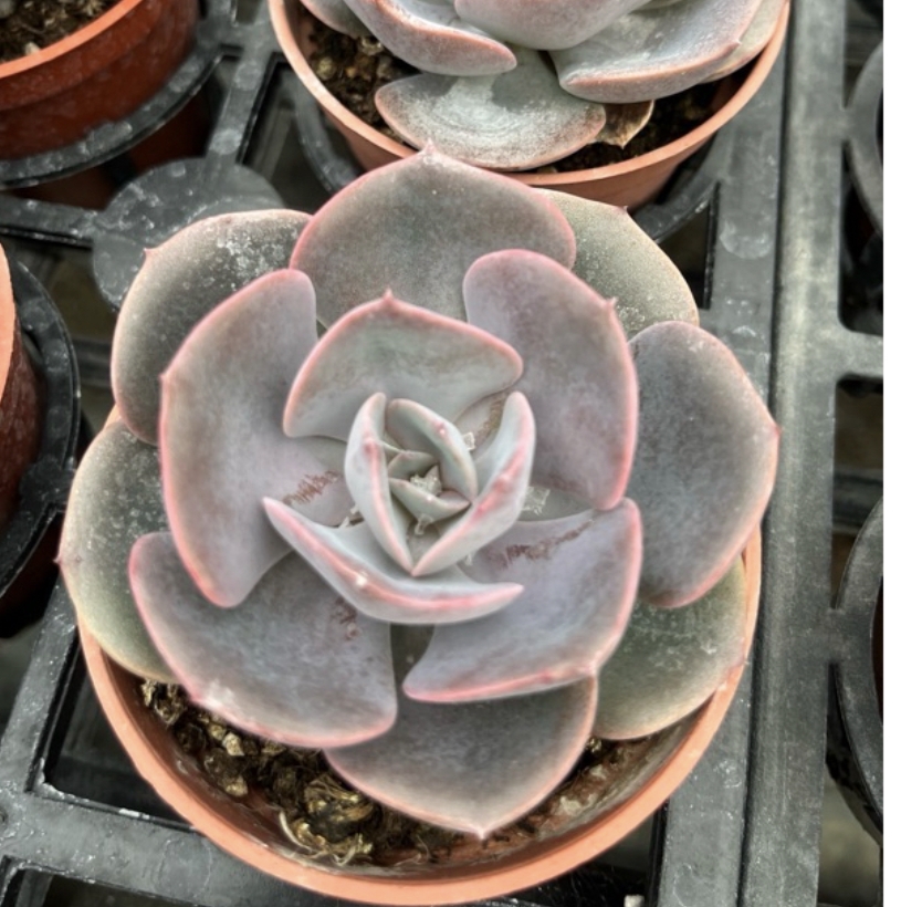 Echeveria Dust Rose 紅塵玫瑰