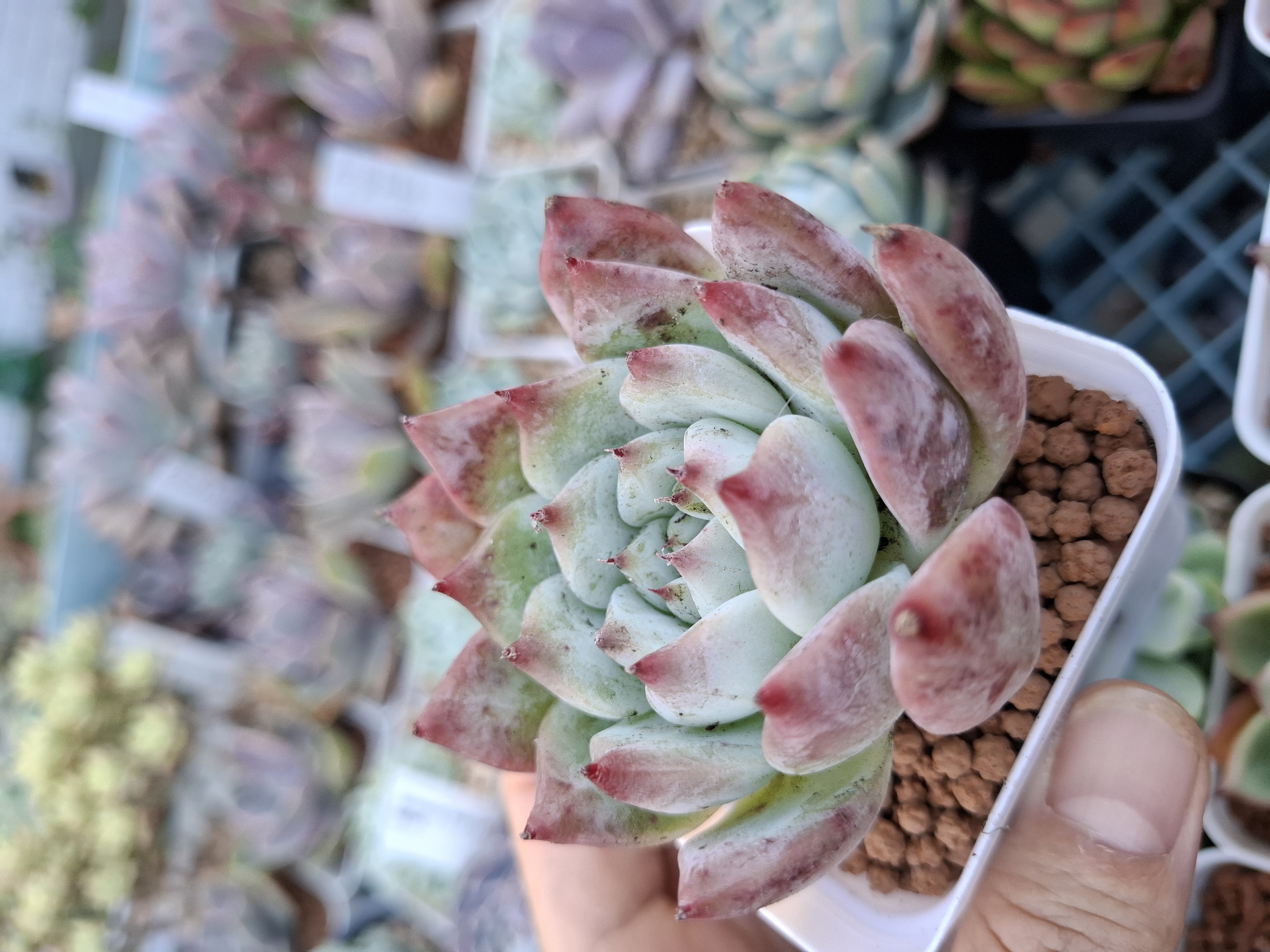 Echeveria colorata Lindsayana 卡蘿拉/林賽