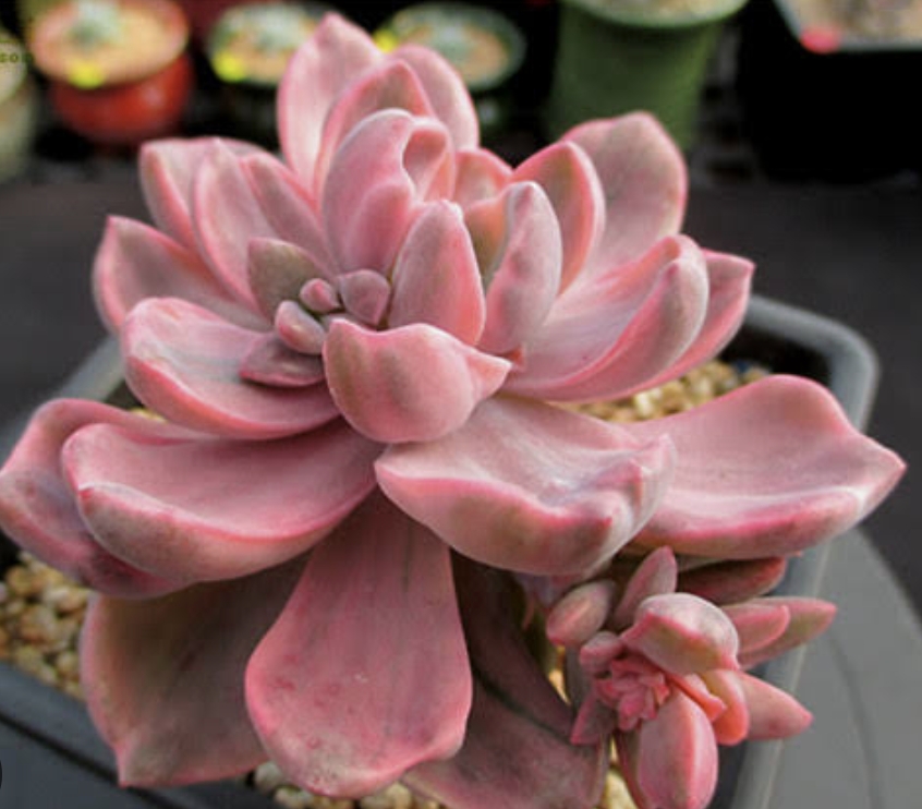 Graptoveria Mrs Richards variegated (Gypsy) 吉普賽錦