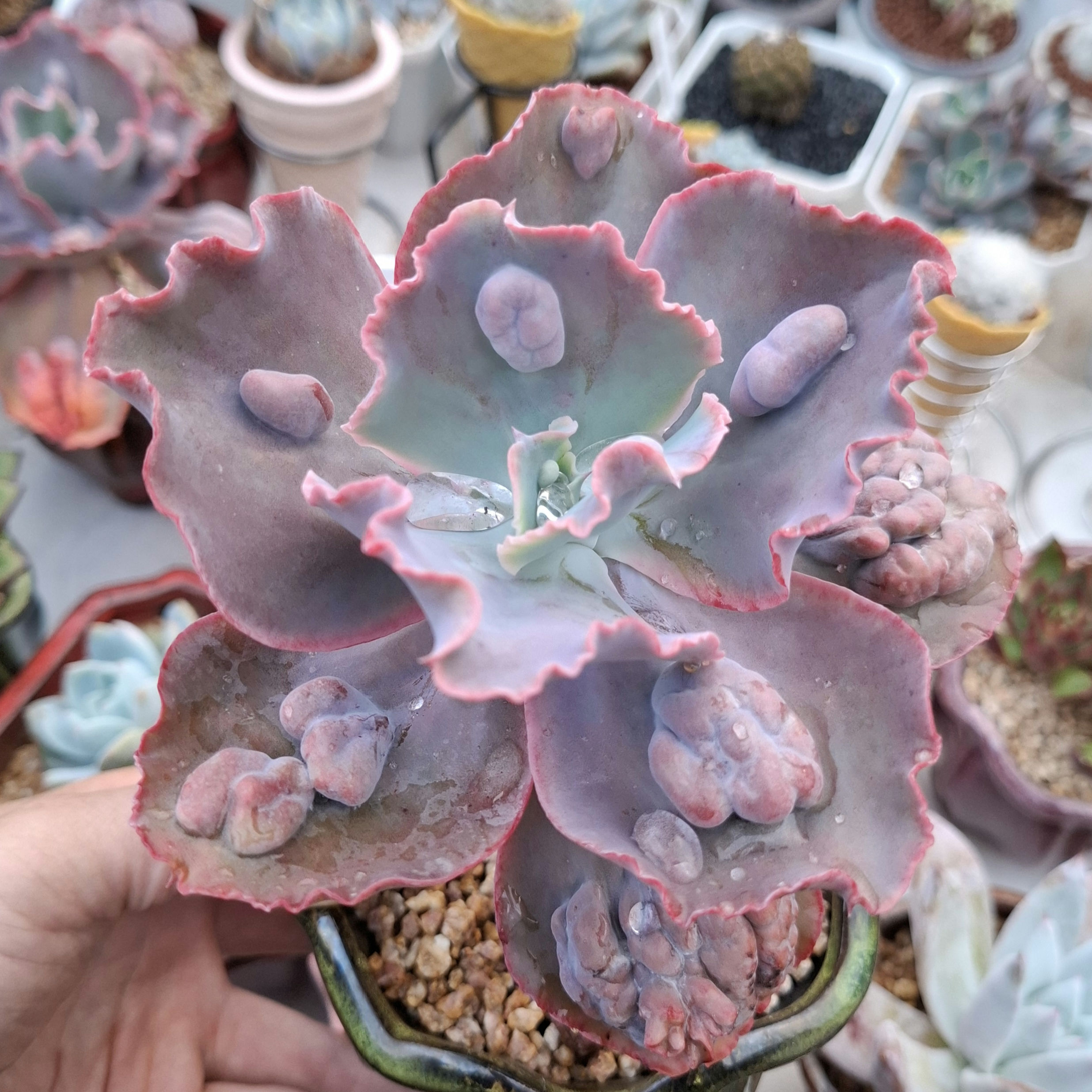 Echeveria Etna 紫藍金剛