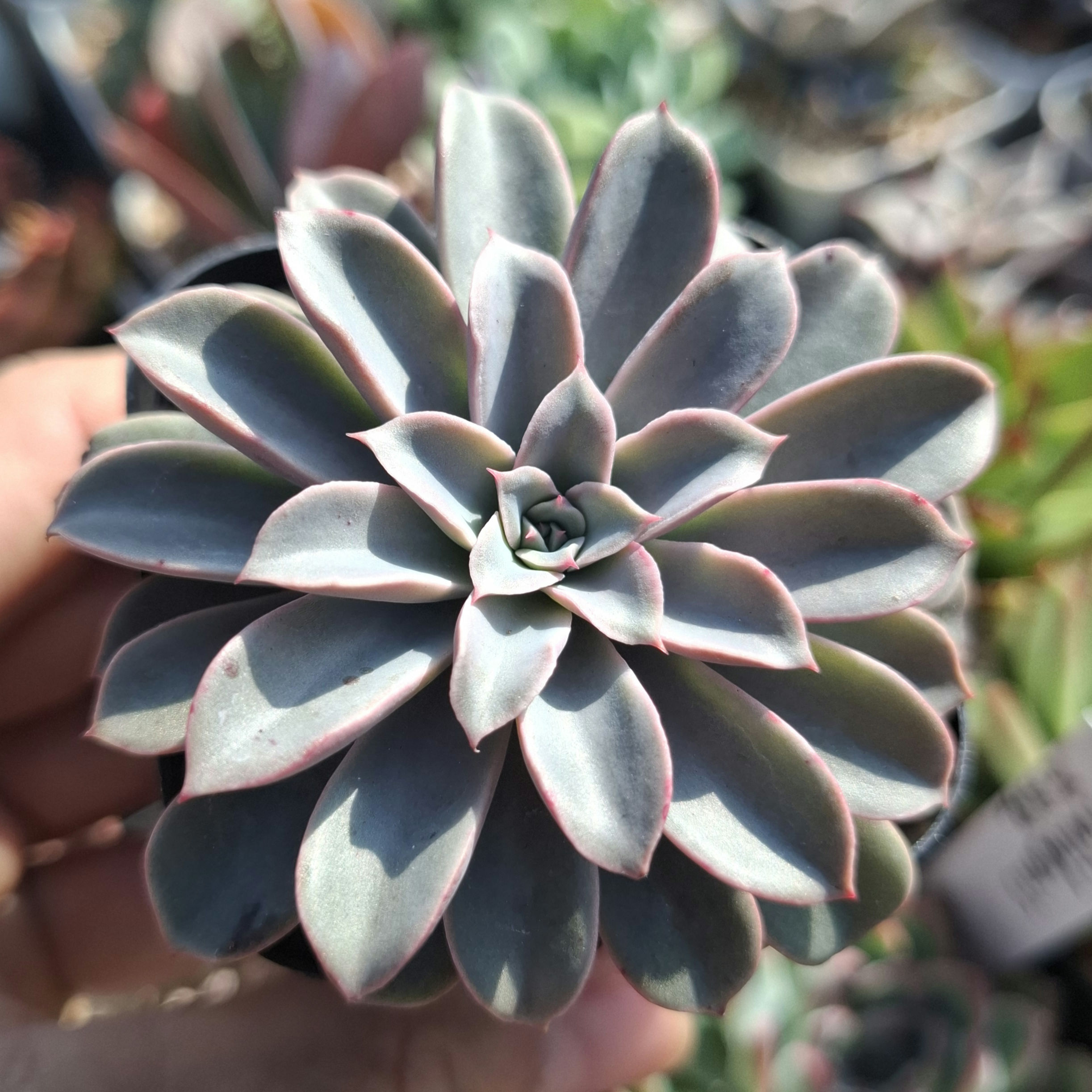 Echeveria Fantastic Fountain 奇妙噴泉