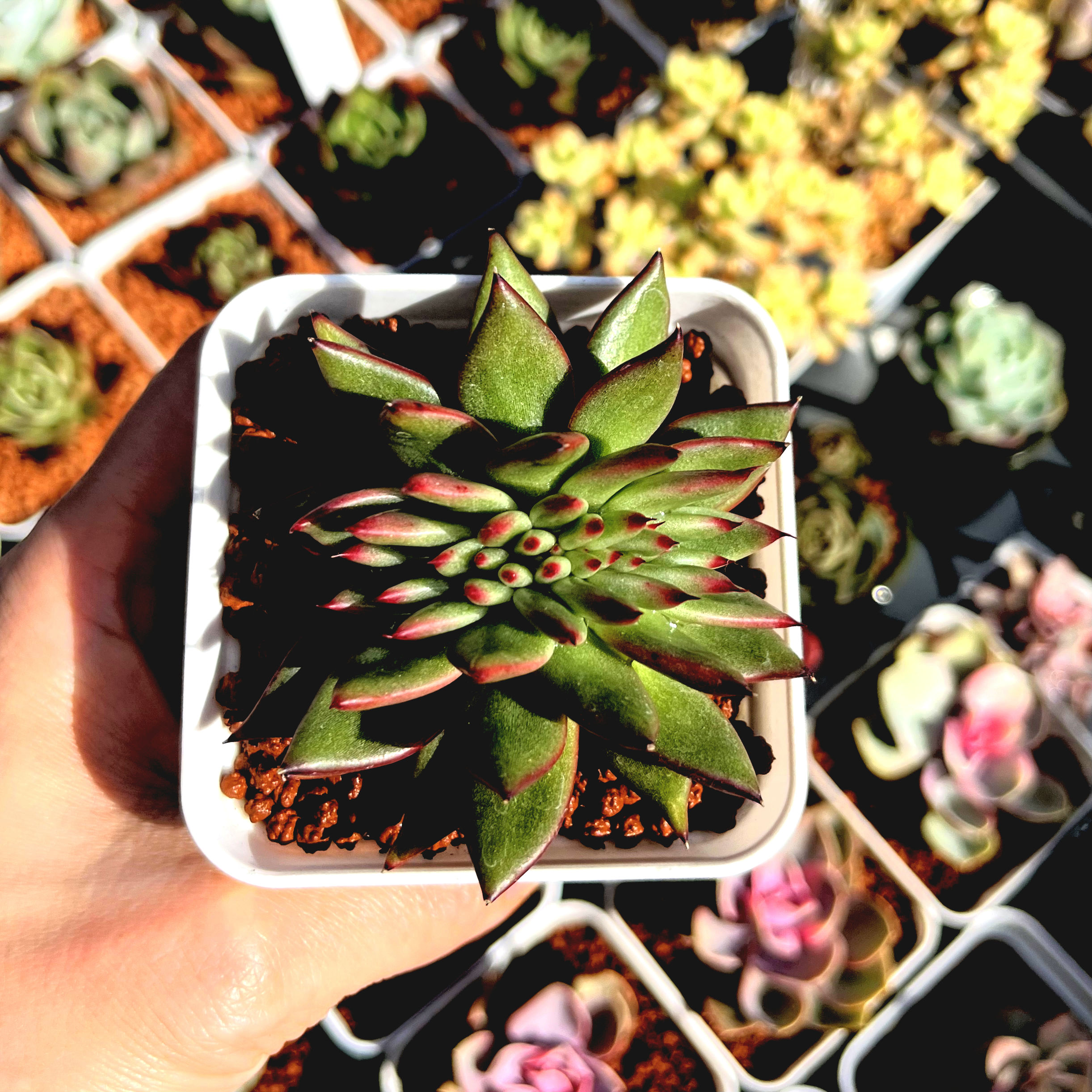 Echeveria Aike Soul Crest 艾克魂缀化