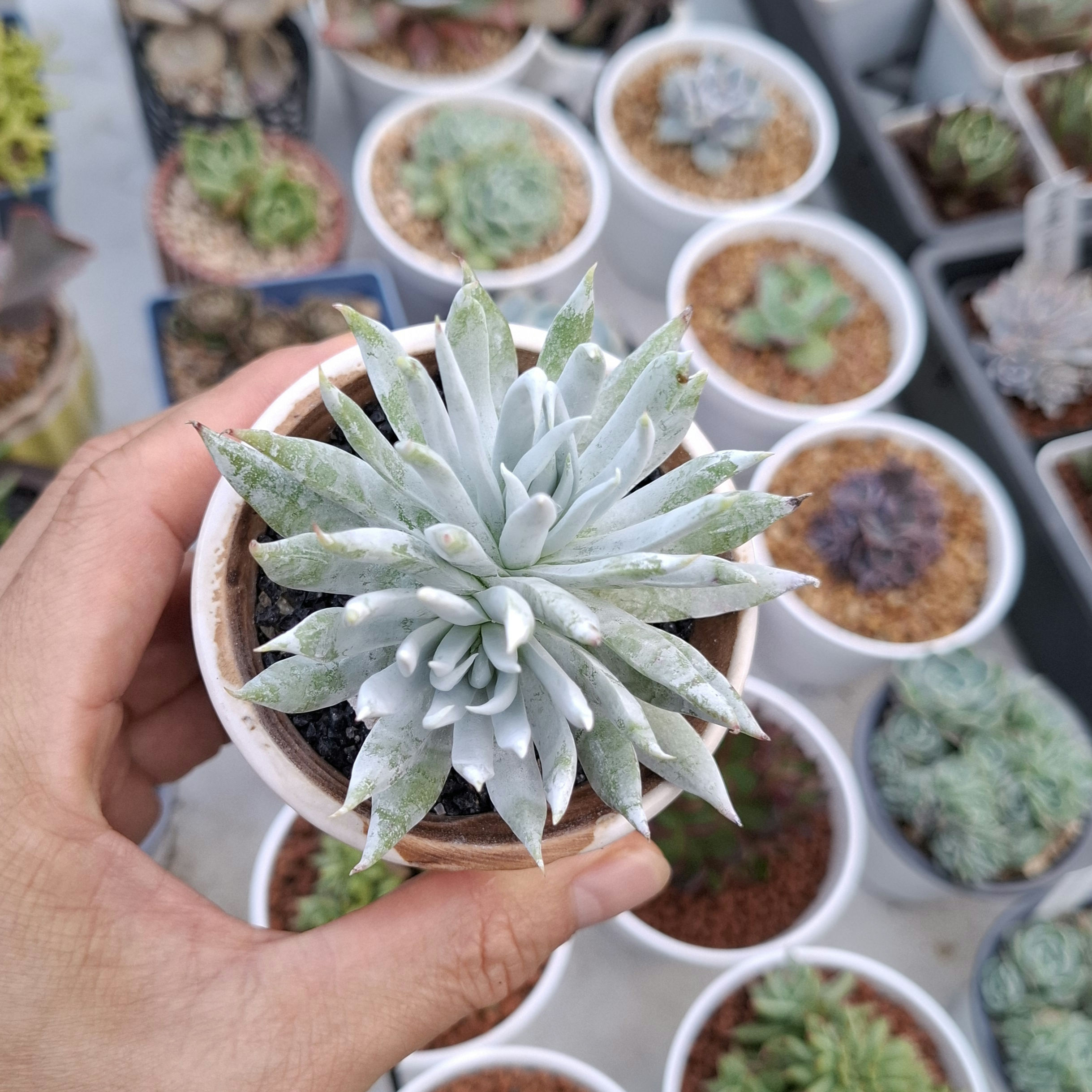 Dudleya Candida 仙女杯 崁帝達