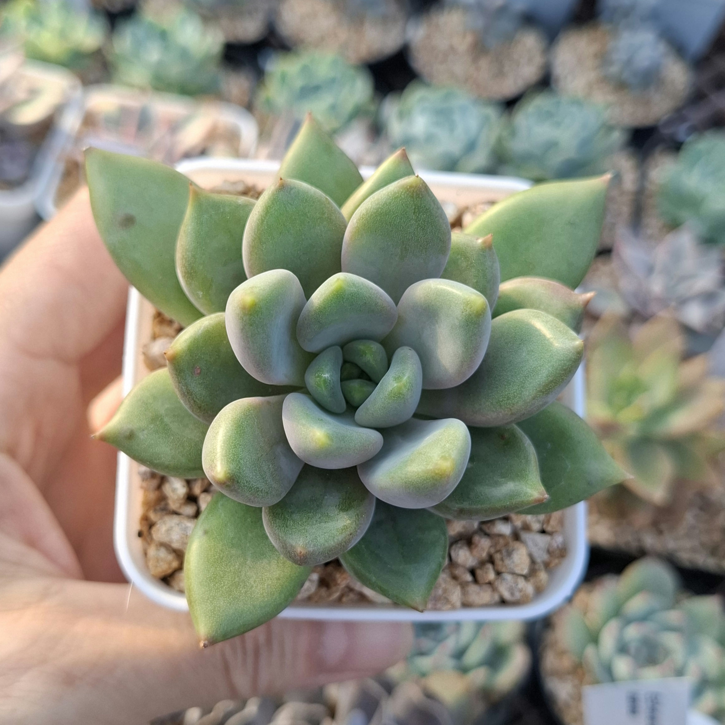 Pachyveria Rough