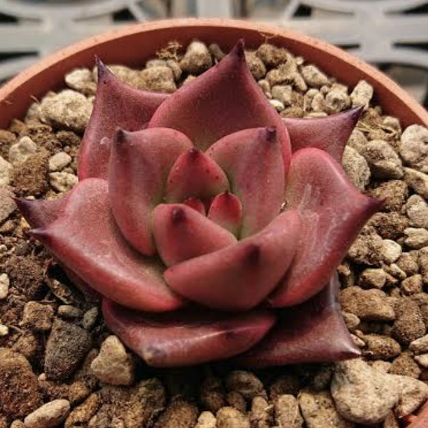 Echeveria Romeo 羅密歐