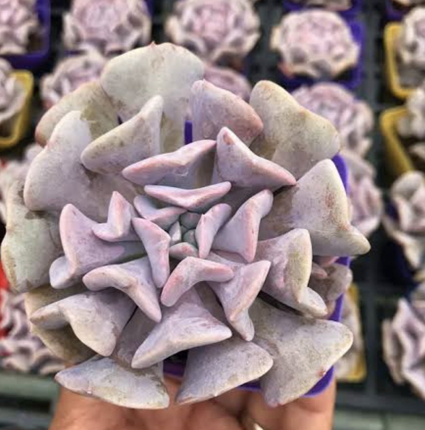 Echeveria Cubic Frost 雪精靈