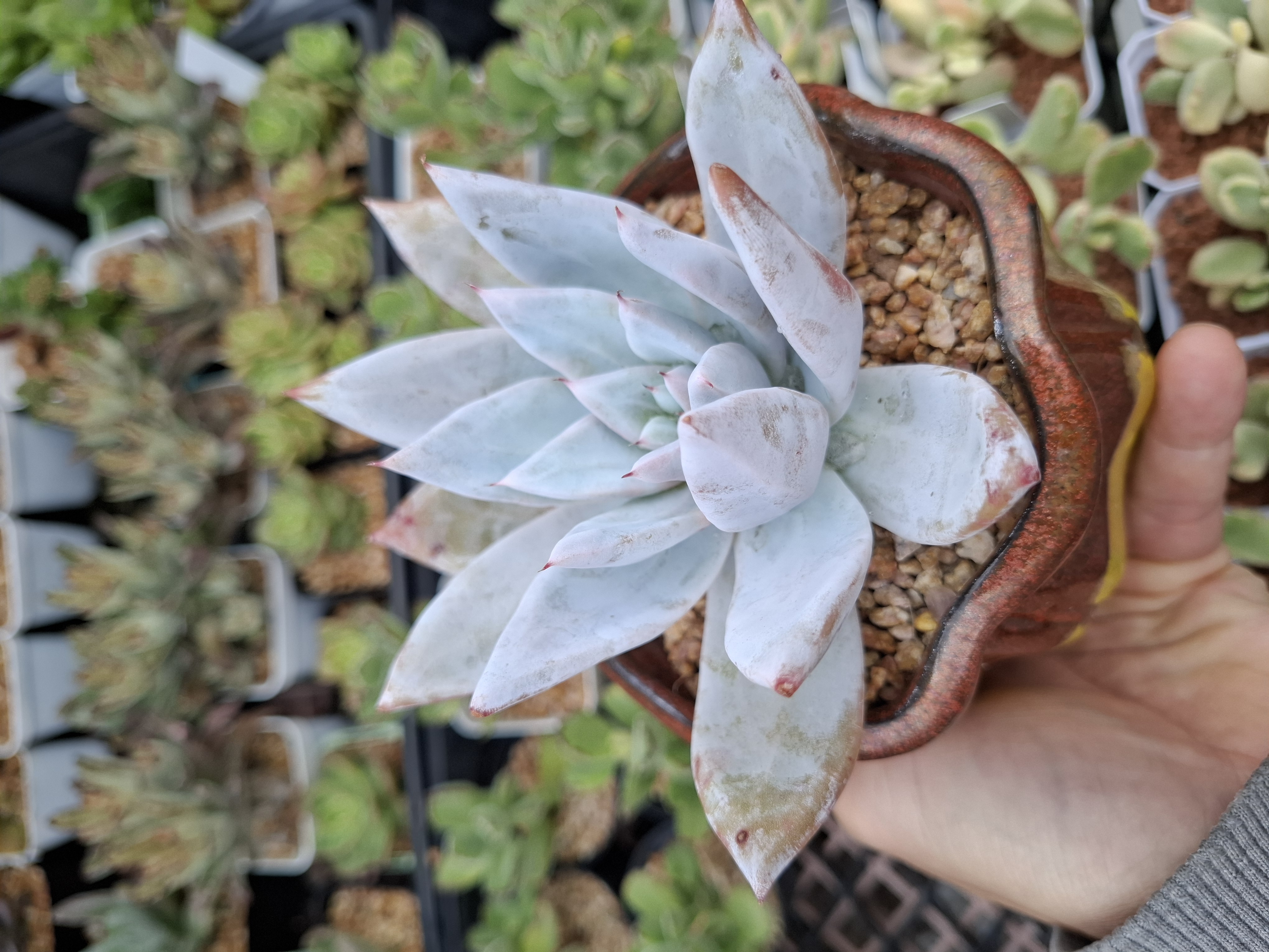 Echeveria Mexican giant (10cm pot) 墨西哥巨人