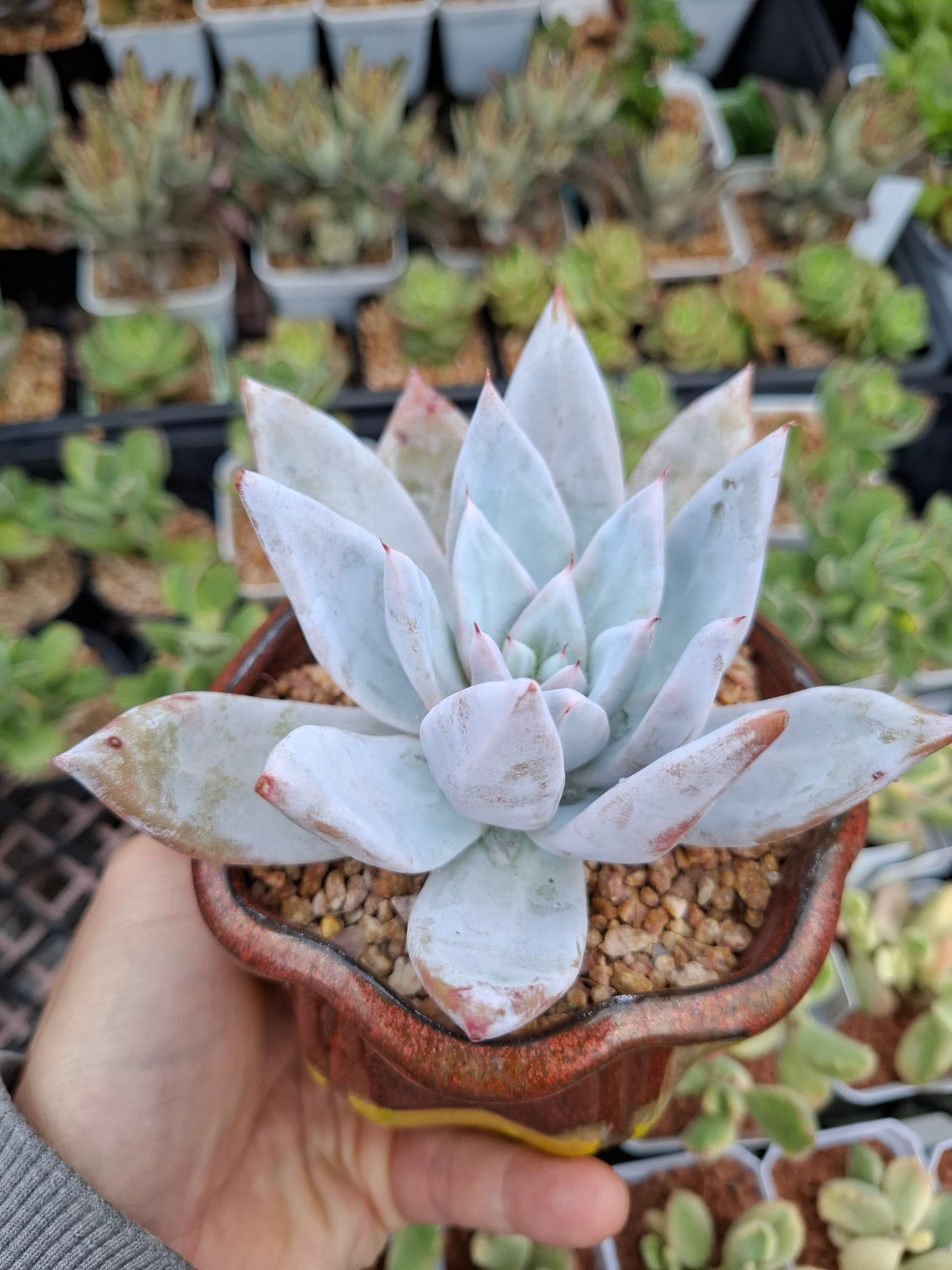 Echeveria Mexican giant (10cm pot) 墨西哥巨人 Claire Shop Succulent