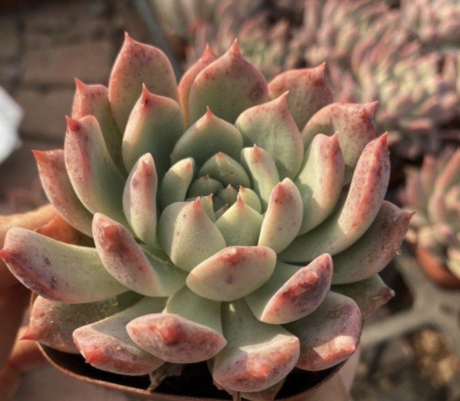 Echeveria frosty bloom 霜花