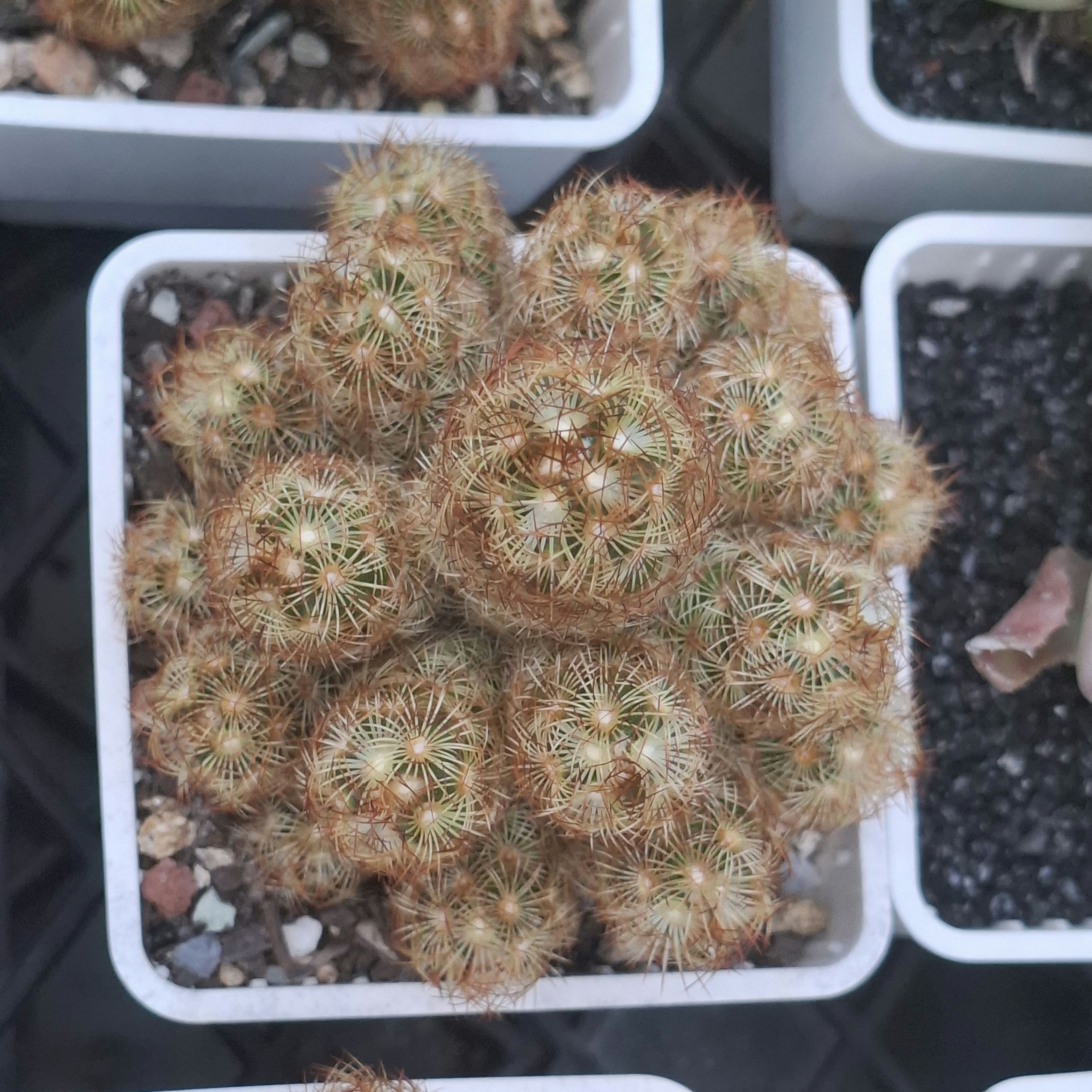 Cactus, Mammillaria Elongata 金手指