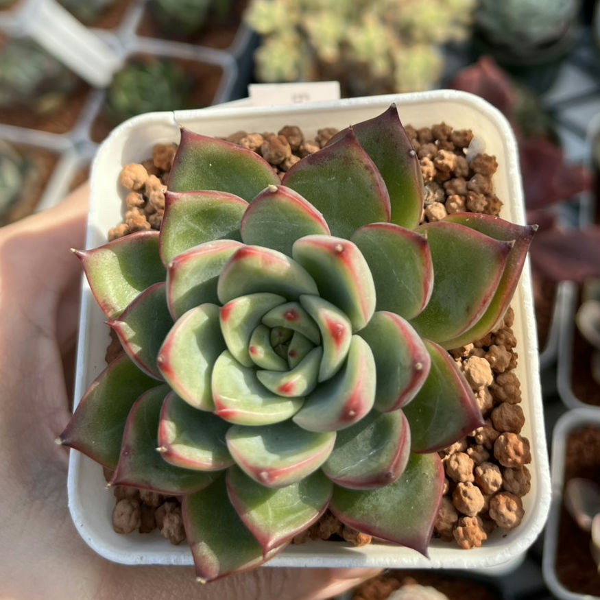 Echeveria Fire Pillar 篝火