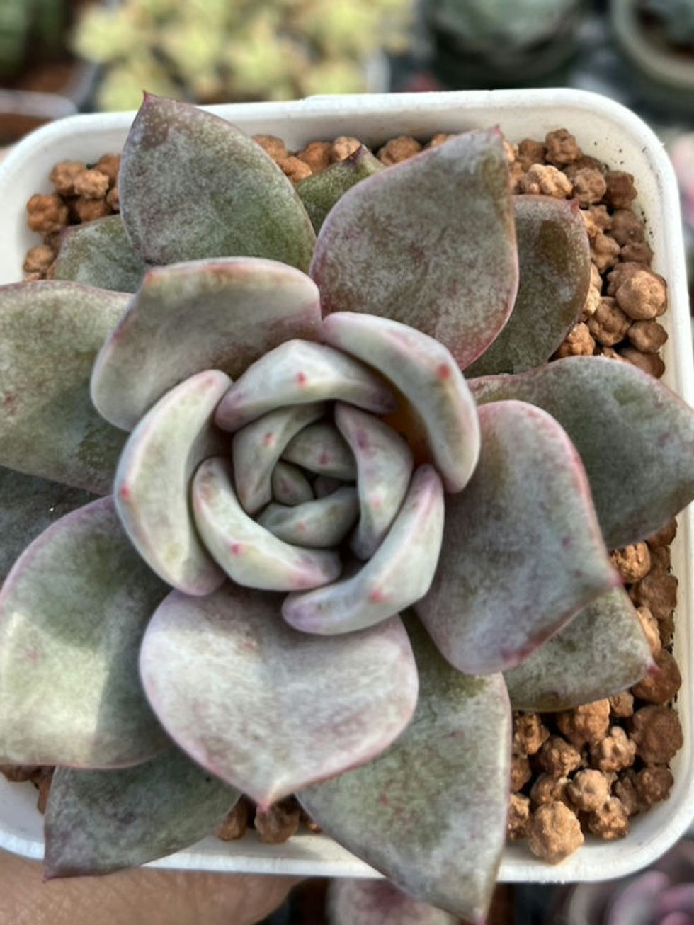 Thumbnail: Echeveria German Champagne 德國香檳 claireshop succulent 