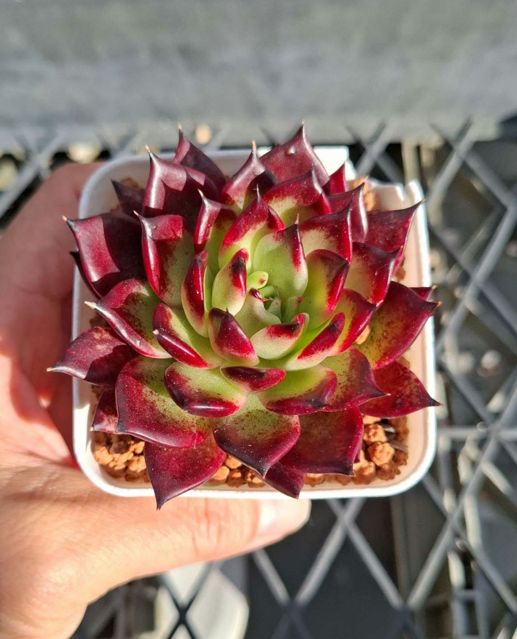 Echeveria Dark Night