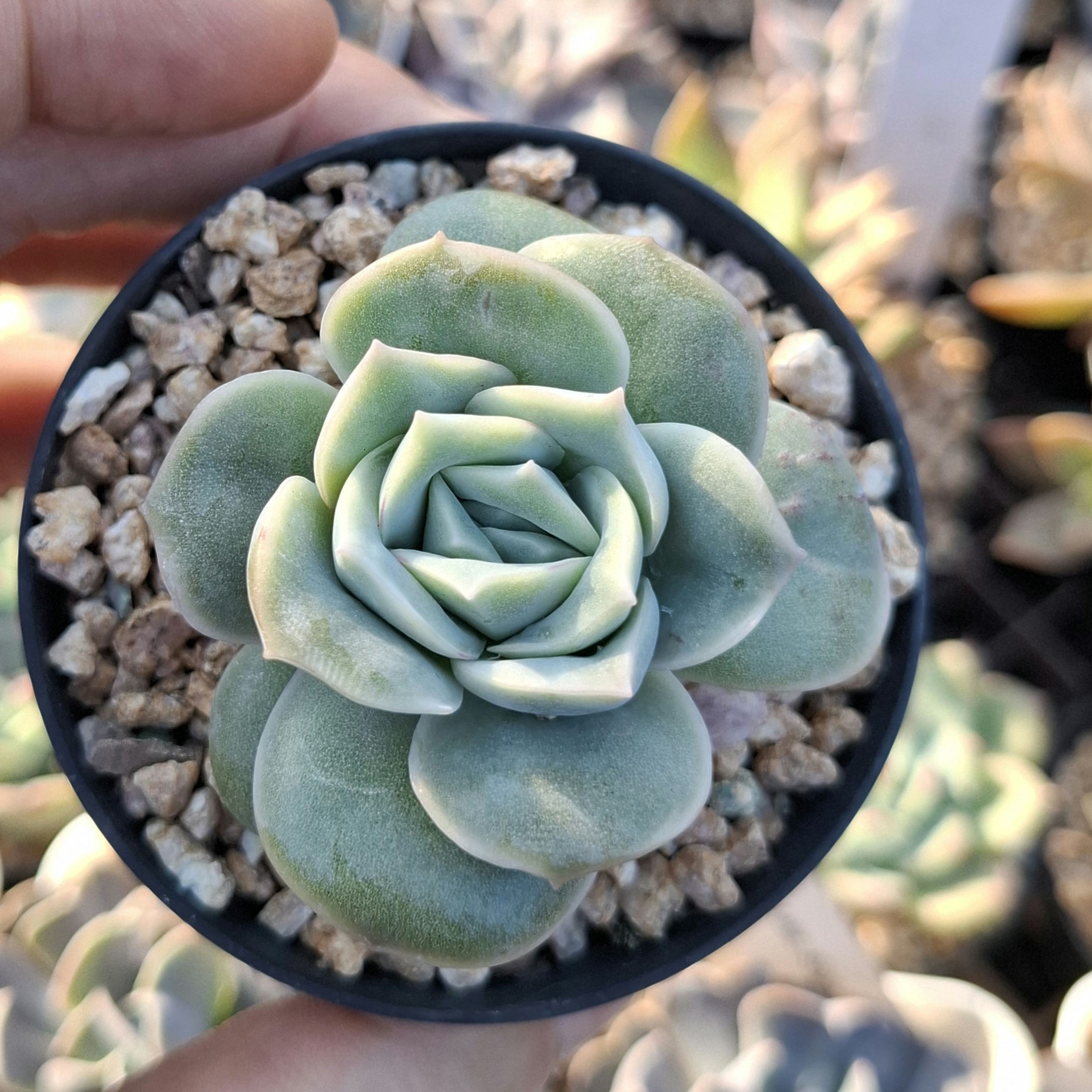 Echeveria lovely Rose 可愛玫瑰