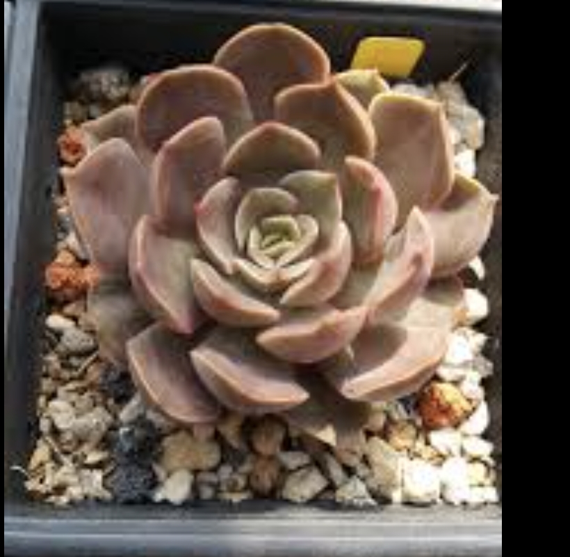 Echeveria Kissing