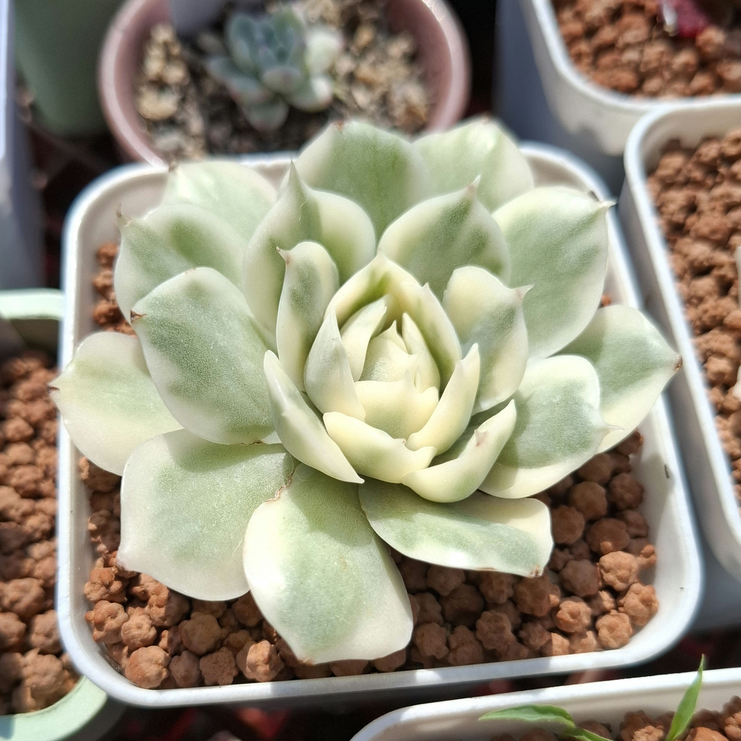 Echeveria Onslow Variegated/昂斯諾錦