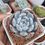 Thumbnail: Echeveria orange monroe 橙夢露 Claire Shop Succulent 