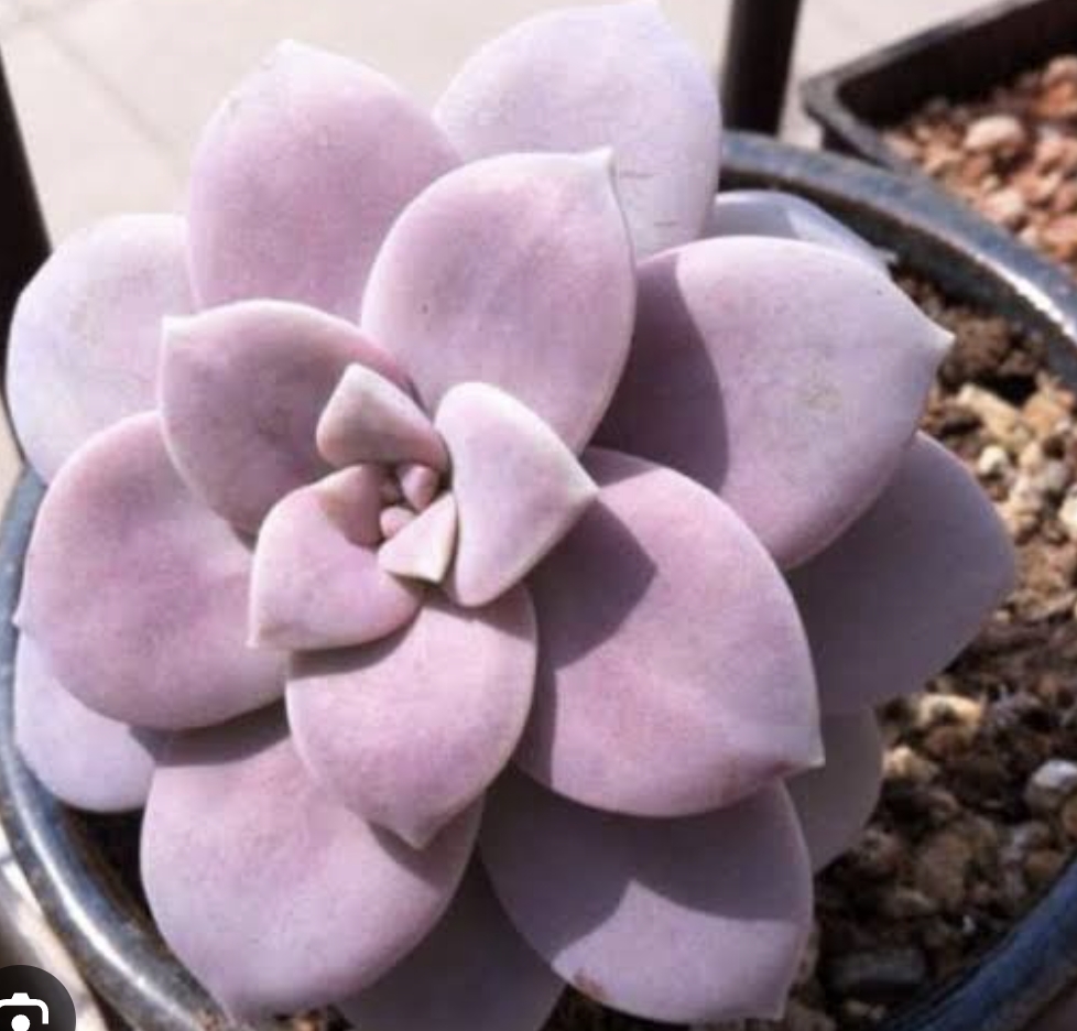 Graptopetalum Superbum華麗風車