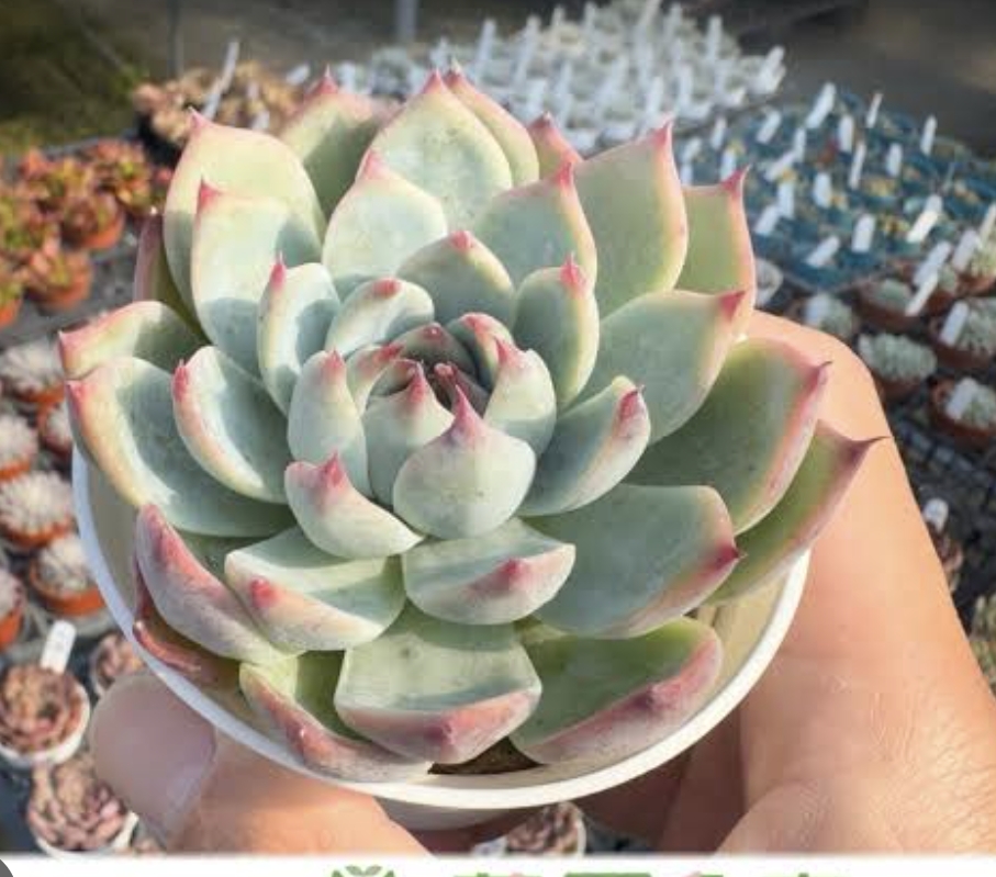 Echeveria Chihuahuensis 吉娃娃