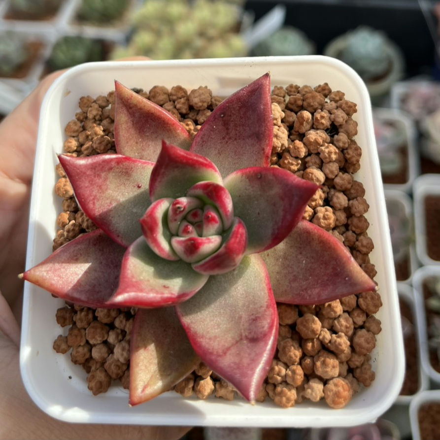Echeveria red Knight 紅壇烏木