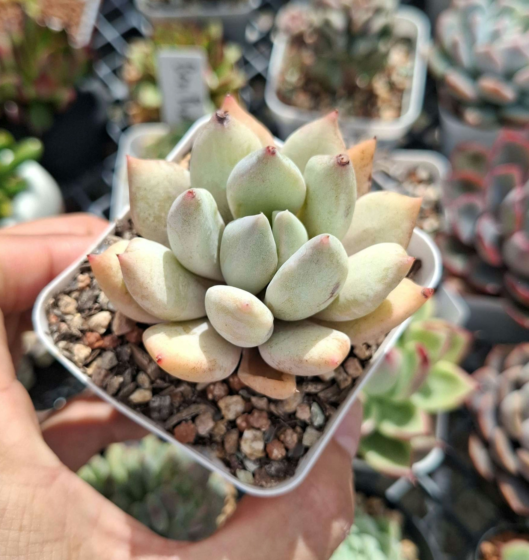 Succulents