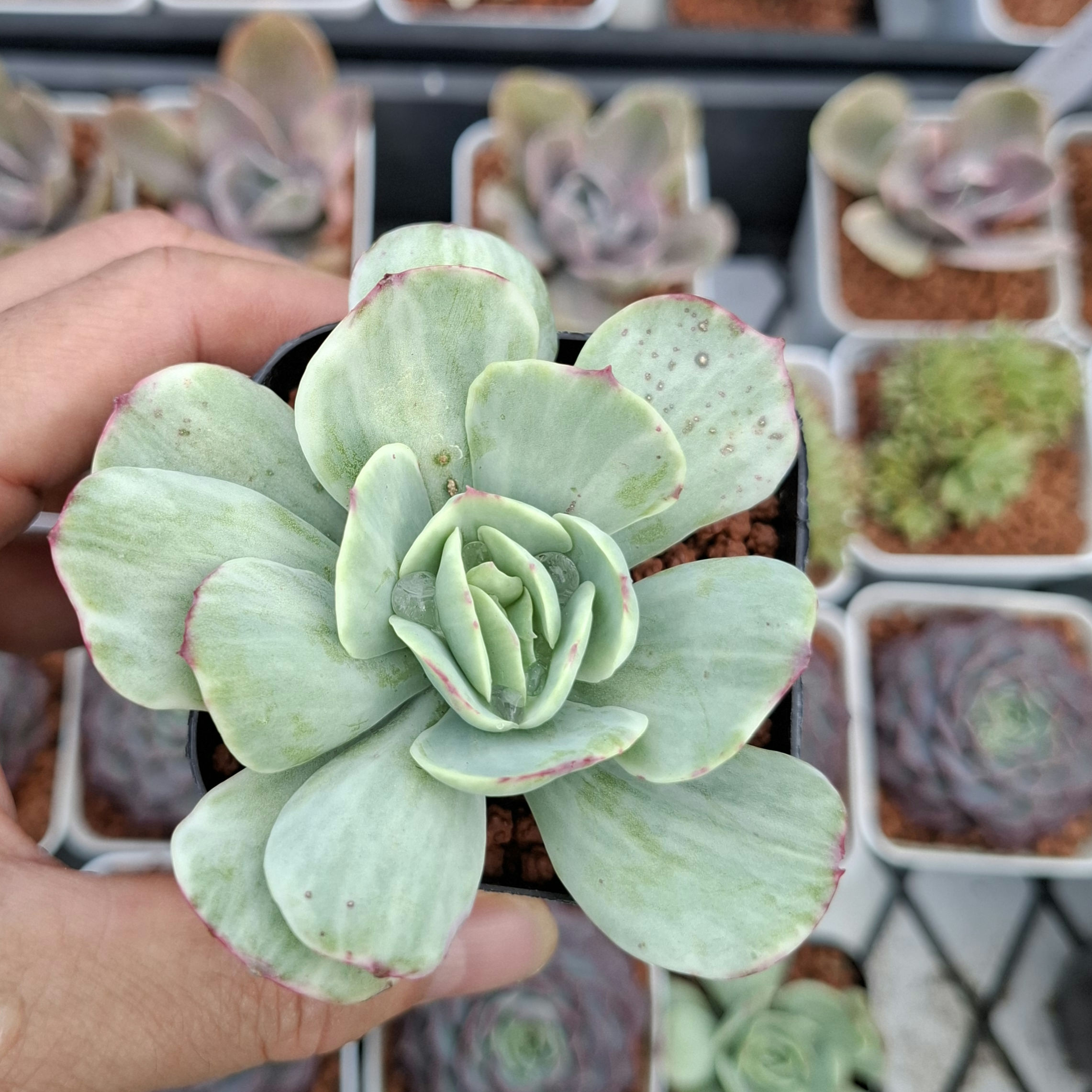 Echeveria Peach pride variegated 碧桃錦