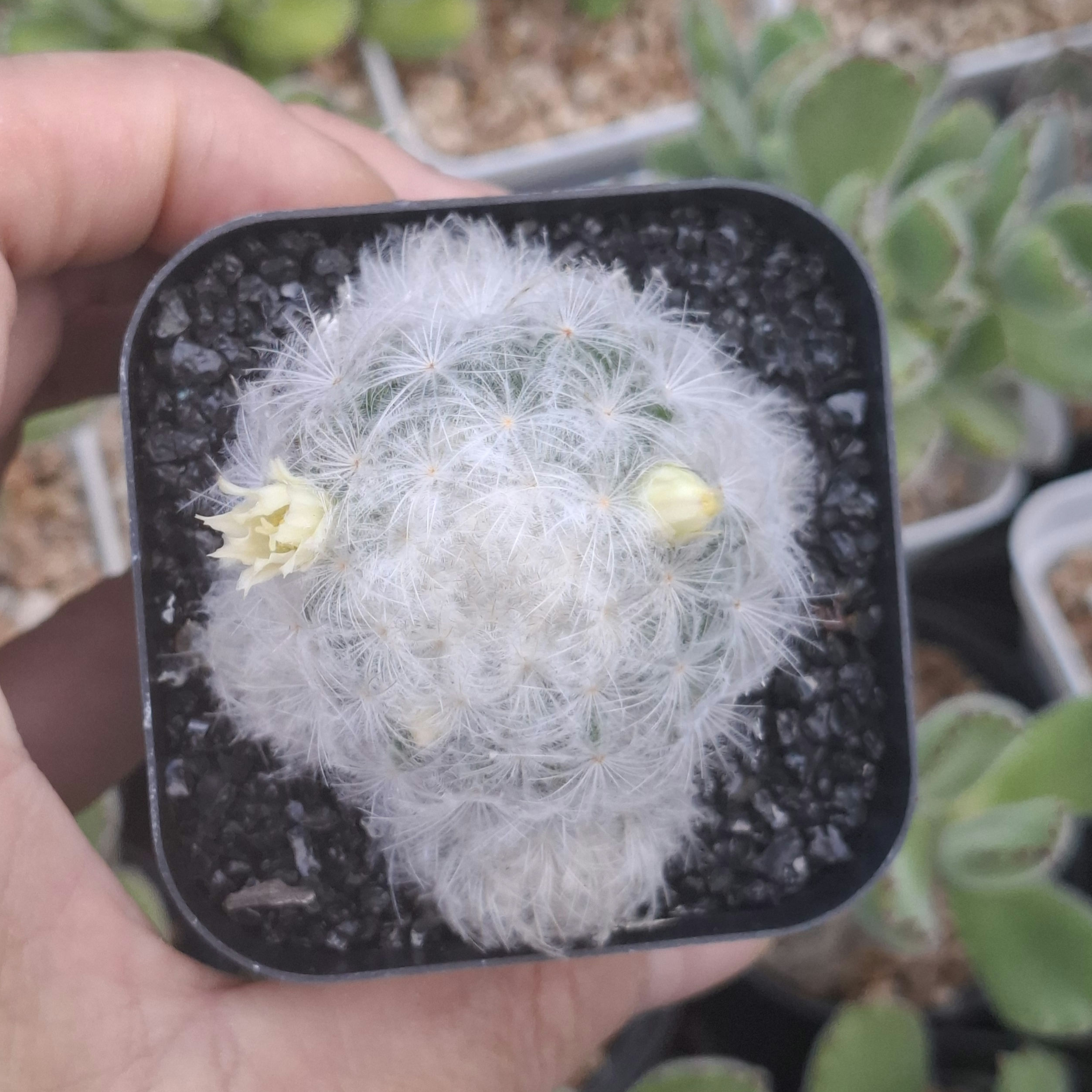 Cactus, Mammillaria plumosa Feature 白星羽毛