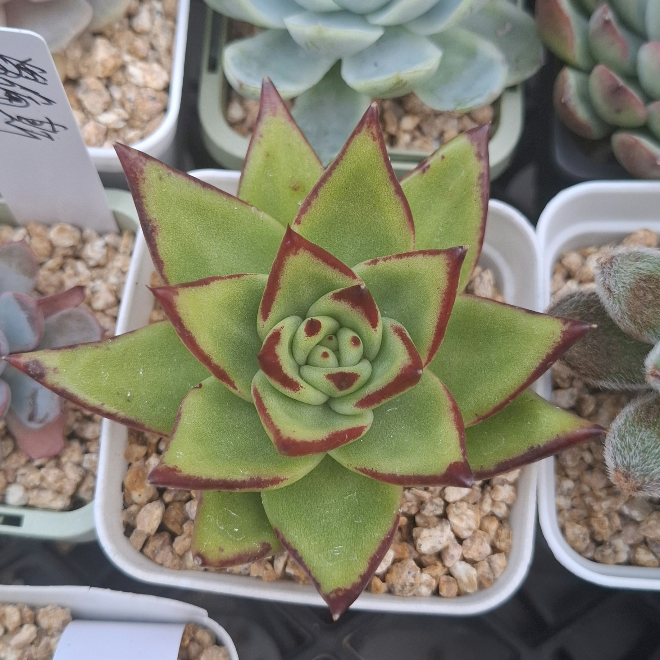 Echeveria Lipstick 口紅