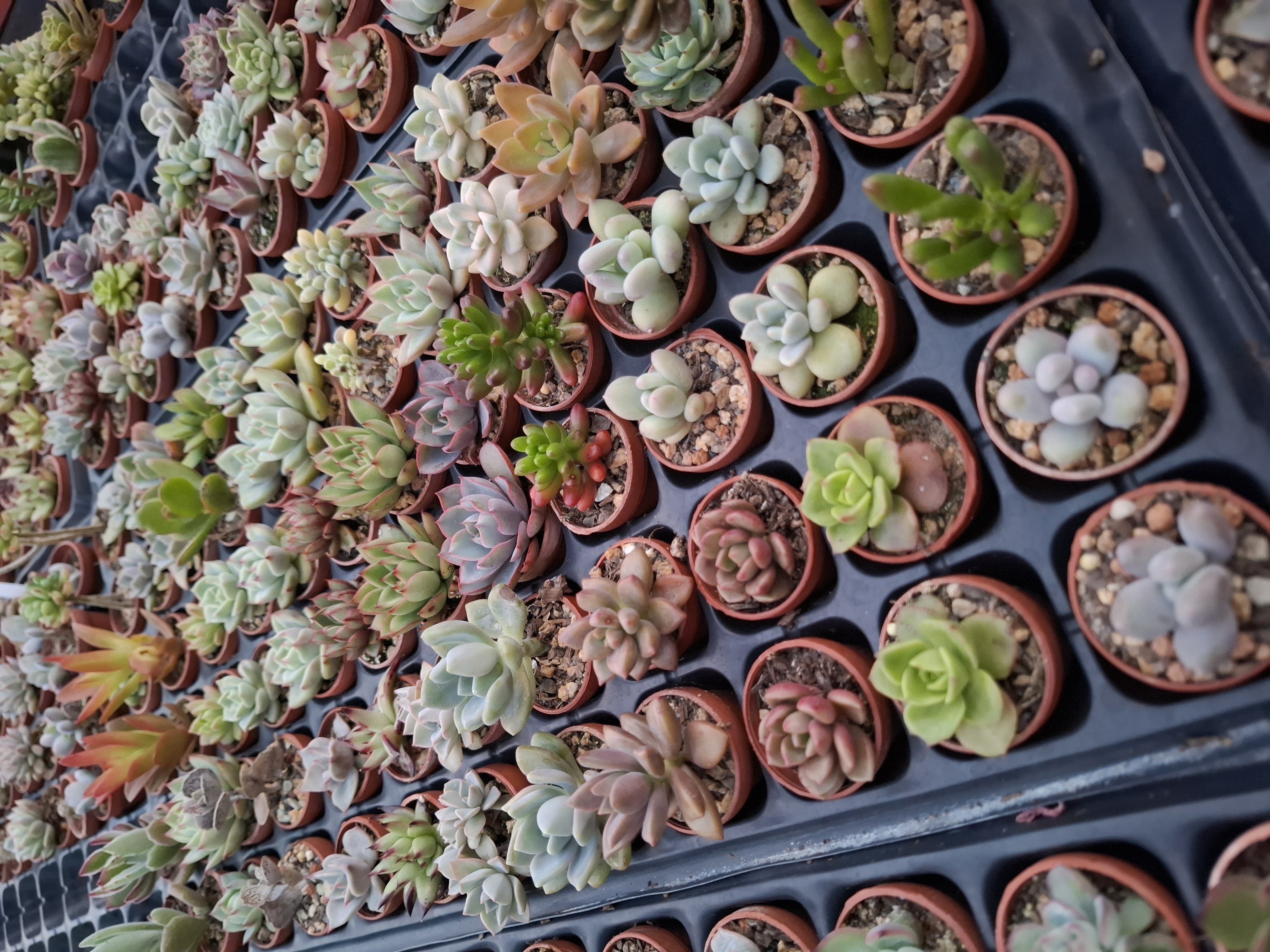 10 Pack Succulent Babies (rooted in 2.5cm pot) – Random 10 pots