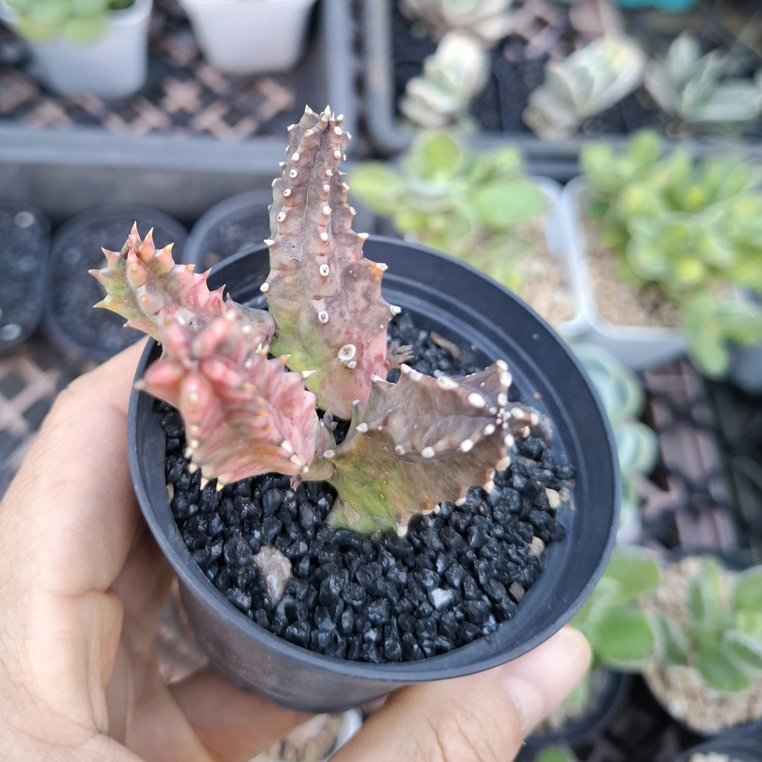Huernia zabrina f. variegated 犀牛角錦