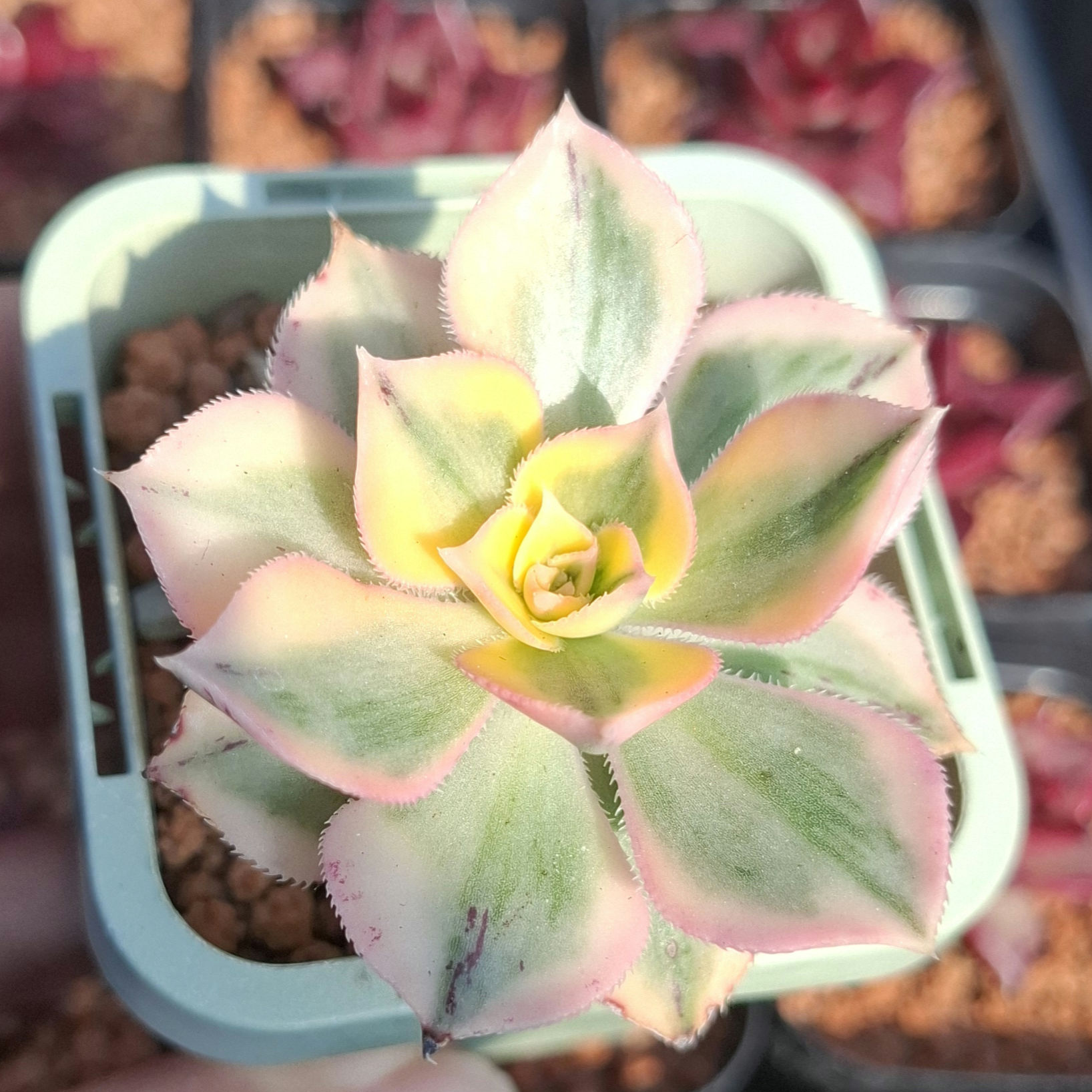 Aeonium Sunburst (small) 燦爛法師