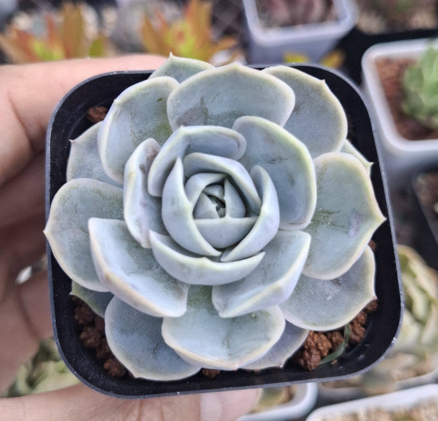 Echeveria Blue Surprise 藍色驚喜