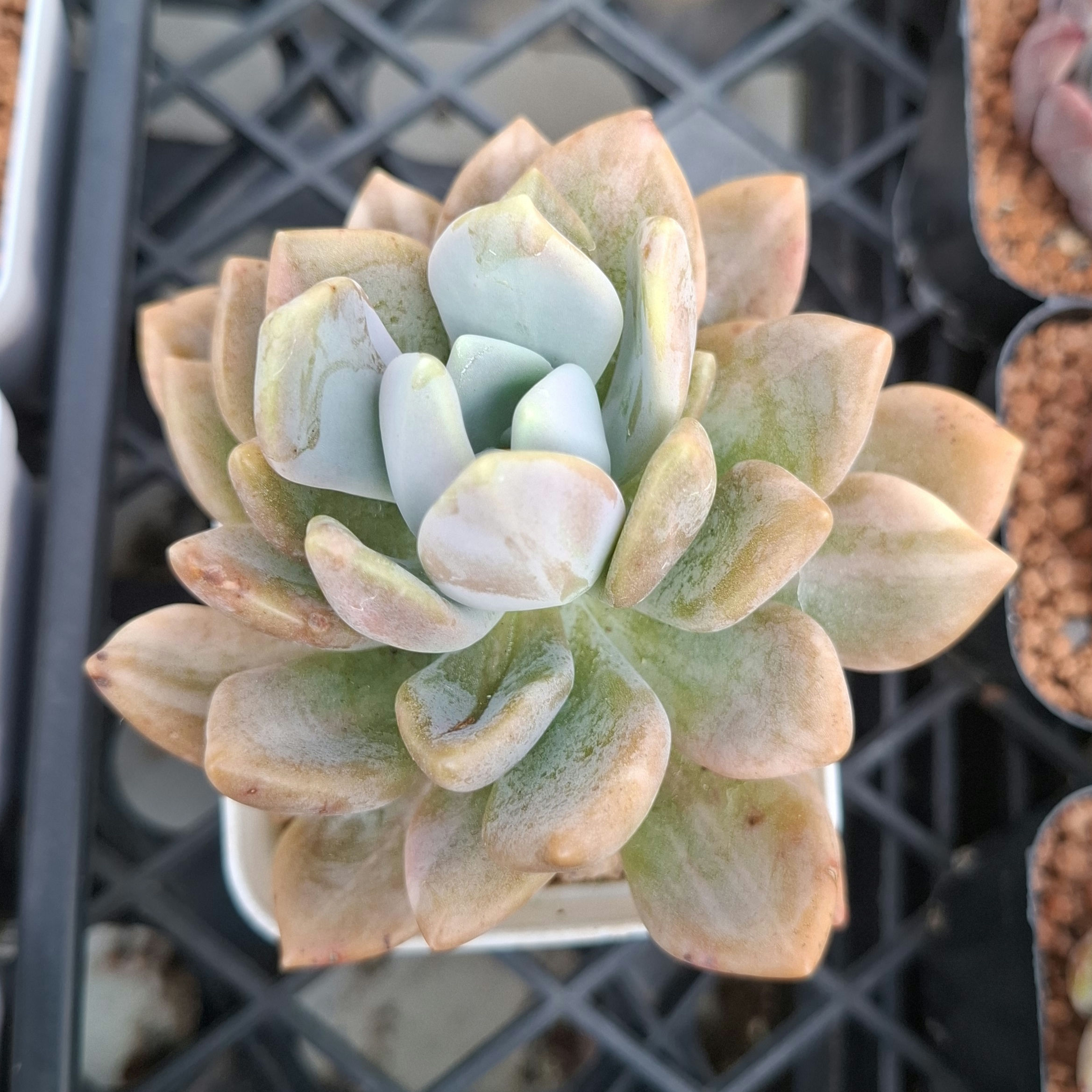 Pachyveria Pachytoides Variegated 冬美人錦