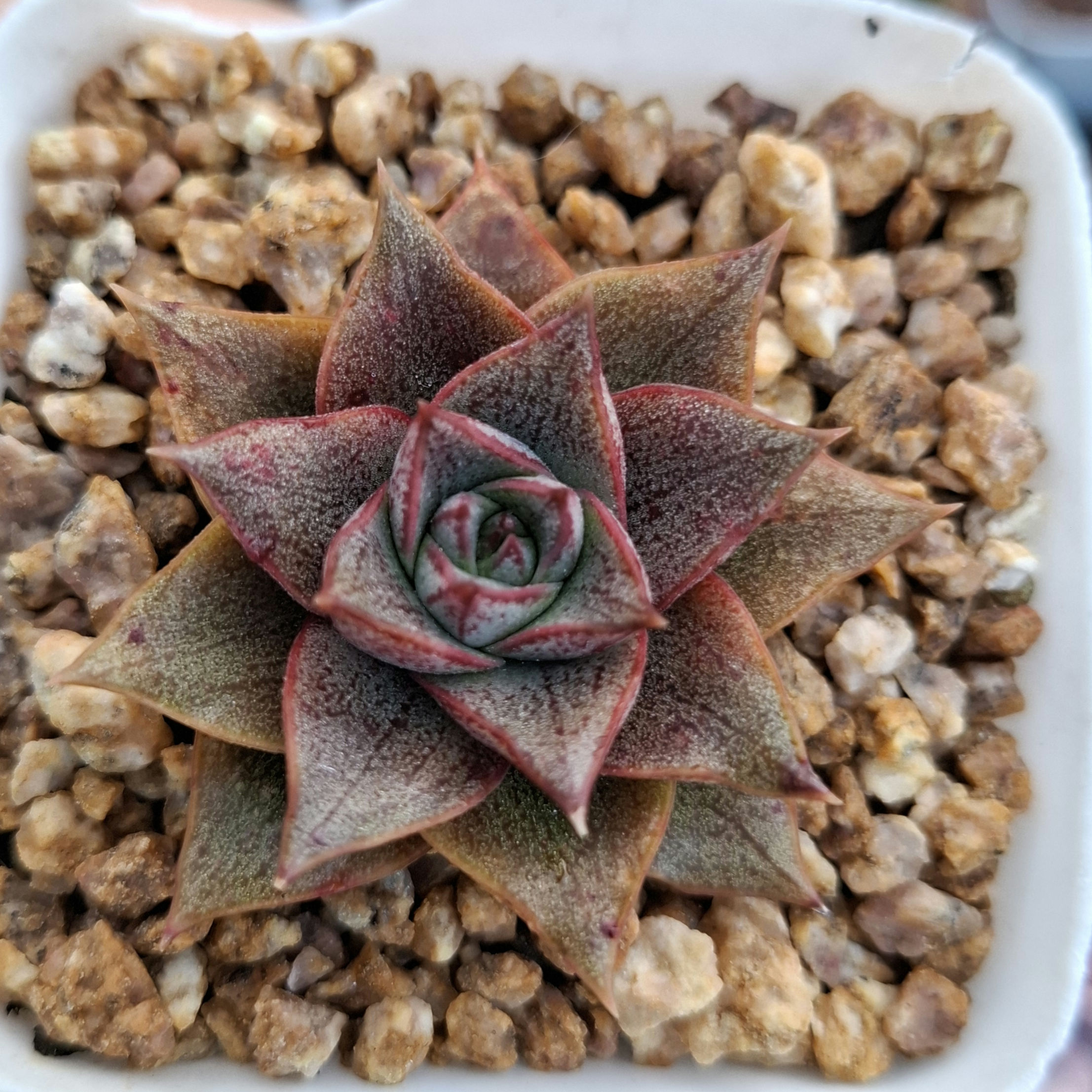 Echeveria Purpursoum 大和錦