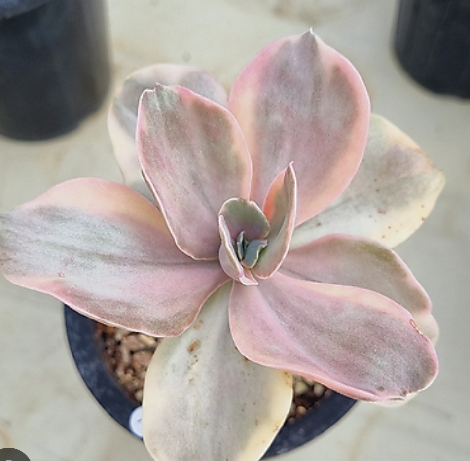 Echeveria Decora variegated 德克拉錦