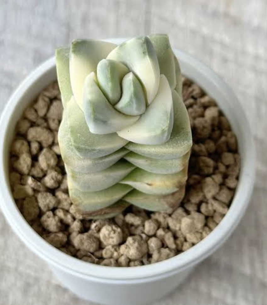 Moonglow variegated 紀之川錦