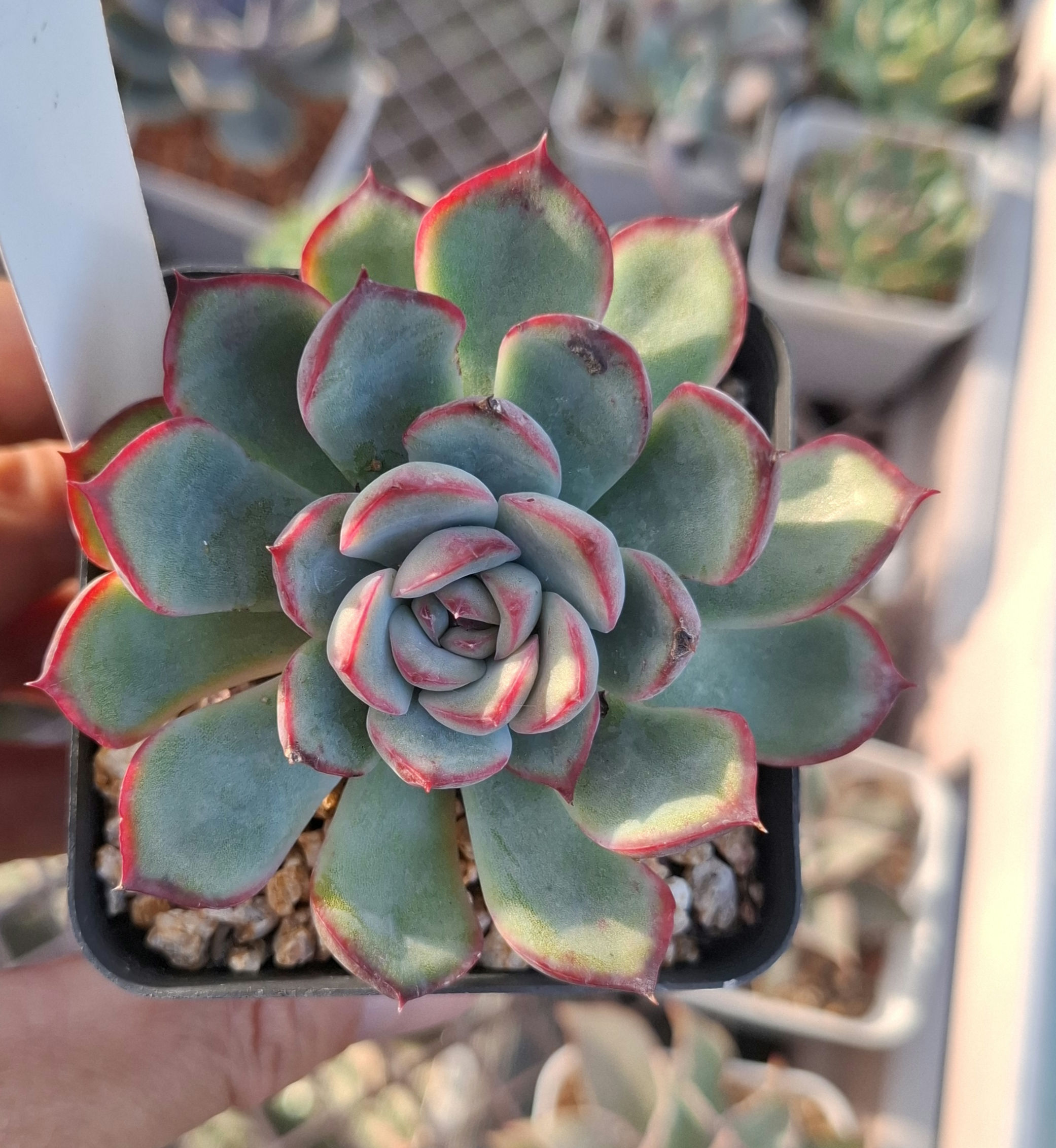 Echeveria Haru Urara 春麗