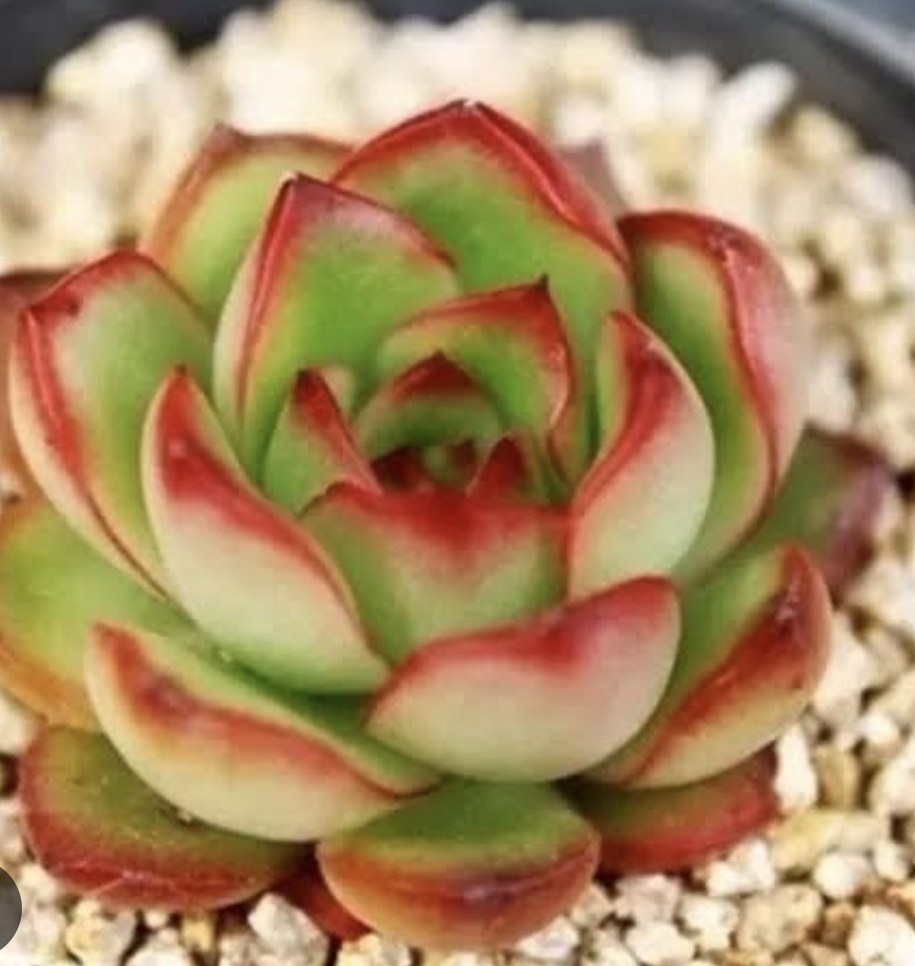 Echeveria Puli-lindsayana 保利安娜