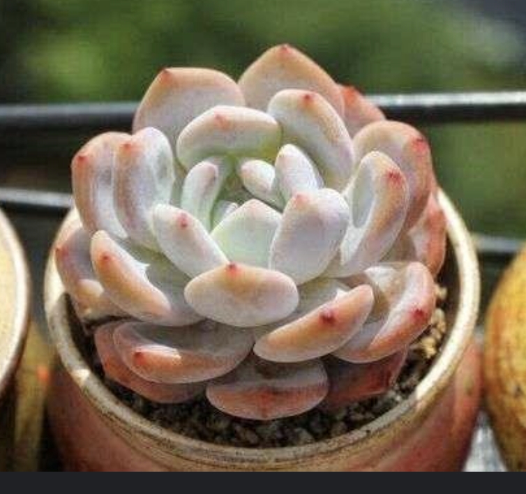 Echeveria orange monroe 橙夢露